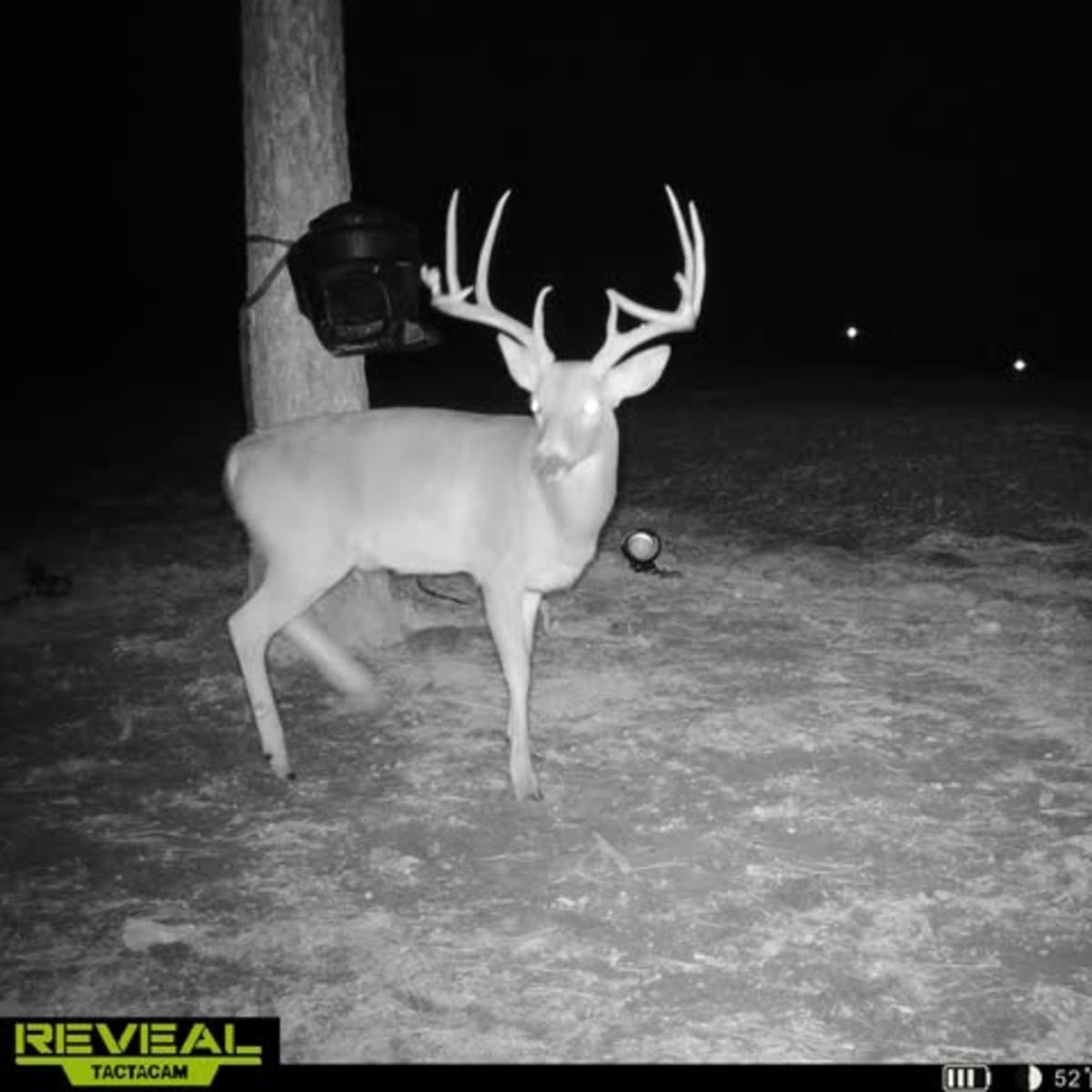 Smokestack Whitetail - 4 day