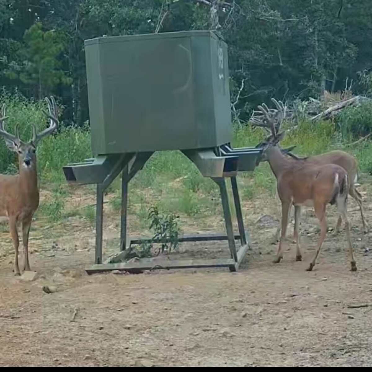 Smokestack Whitetail - 4 day