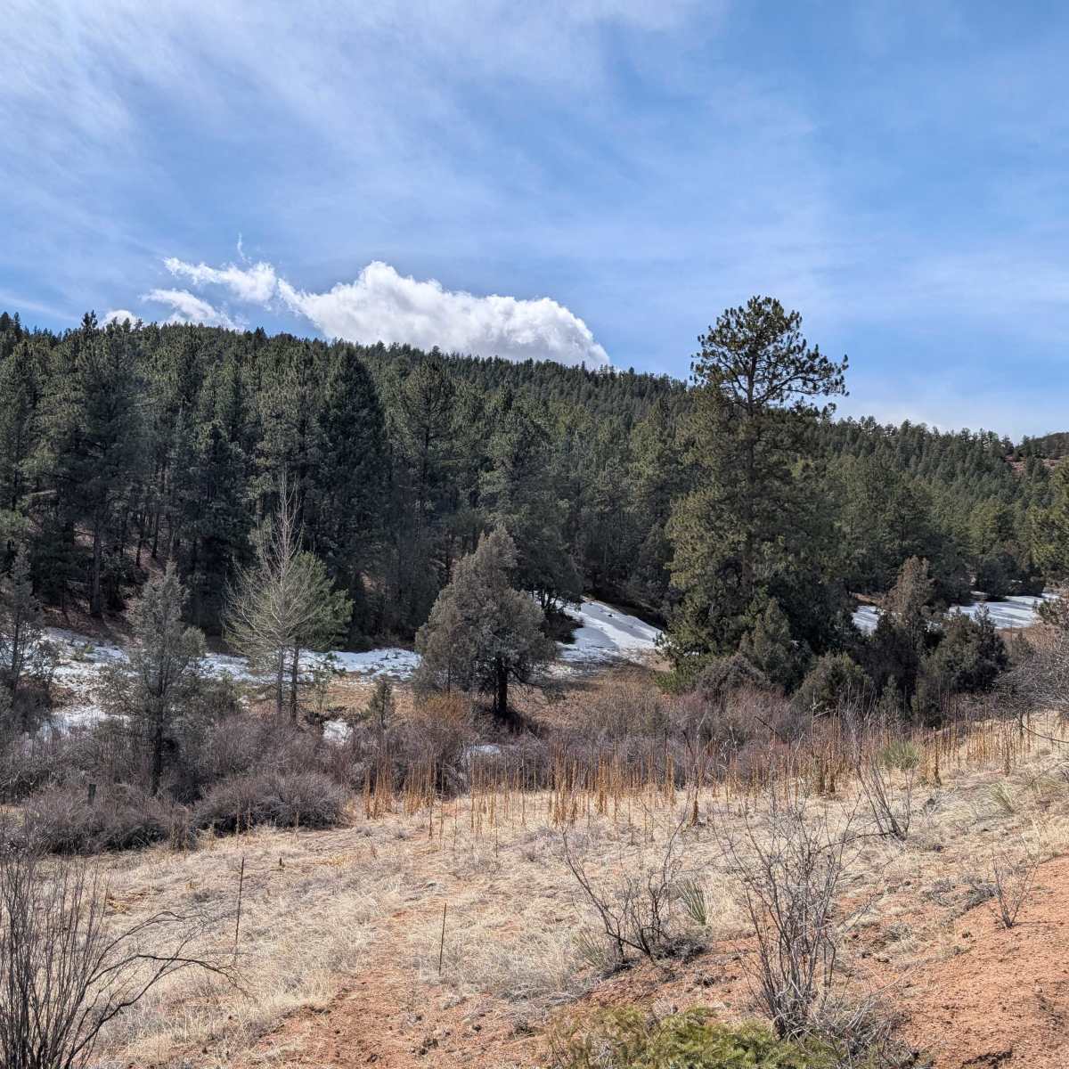 Resort Valley Ranch - Mountain Lion