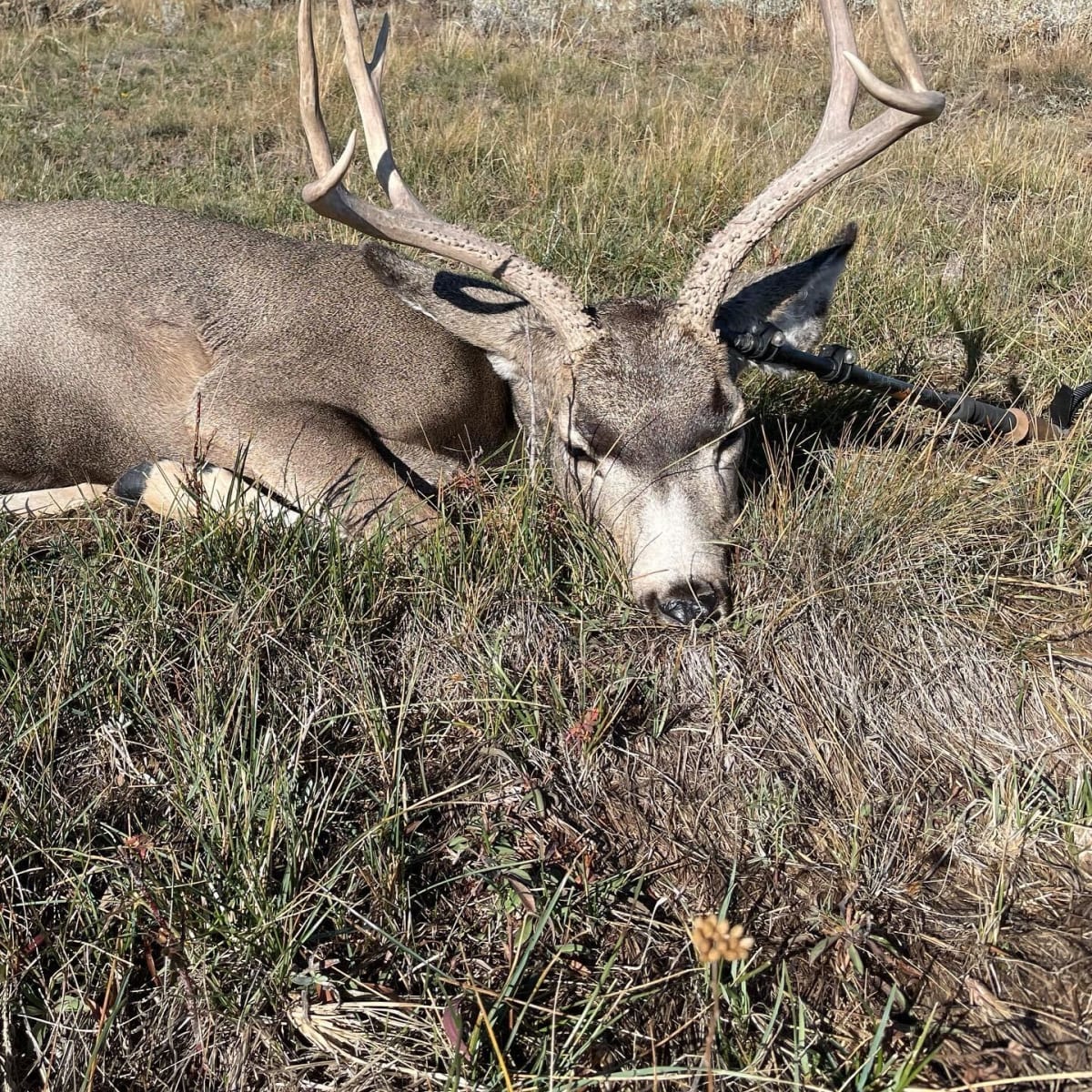 Spring Creek - 5-Day Deer Hunt