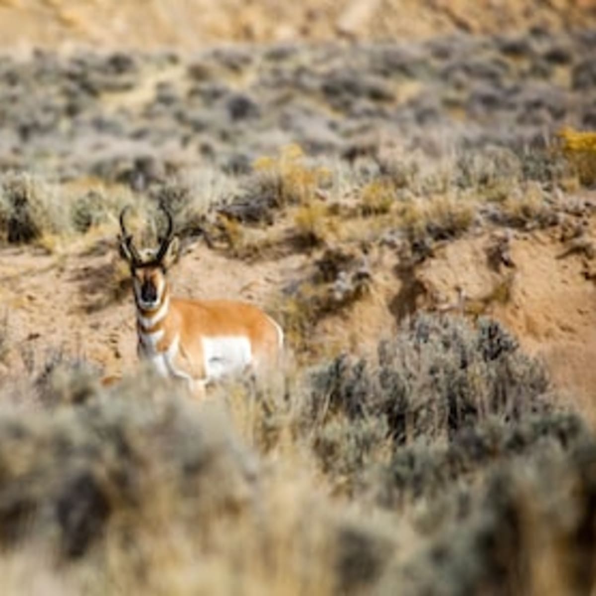 Rule Ranch #2 - Pronghorn 