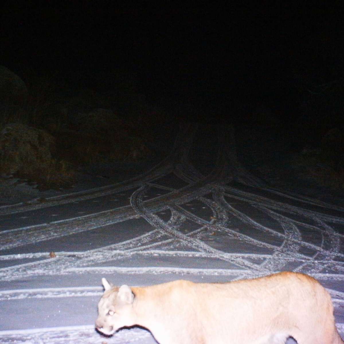 Mountain View - Mountain Lion