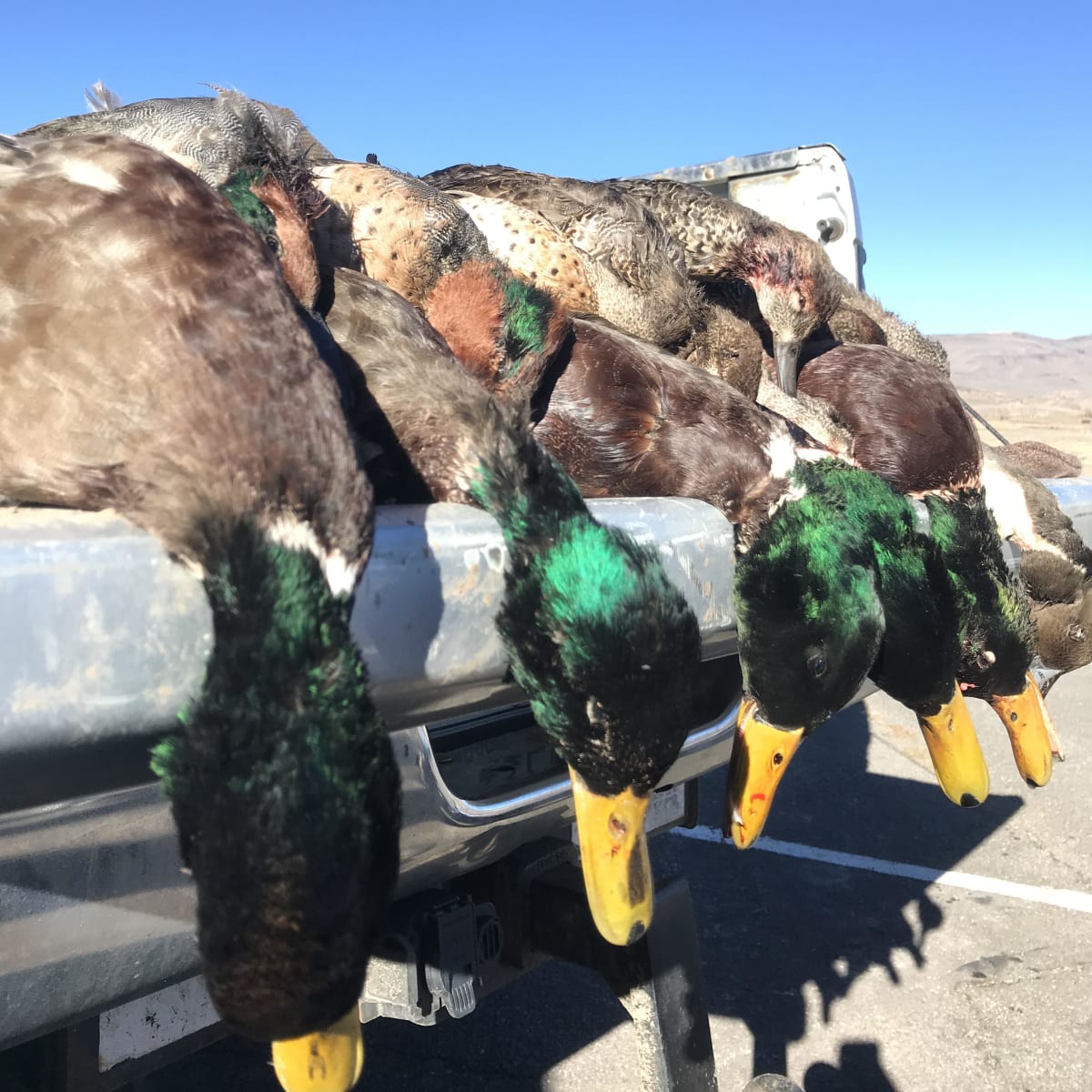 Messix Foothills Waterfowl