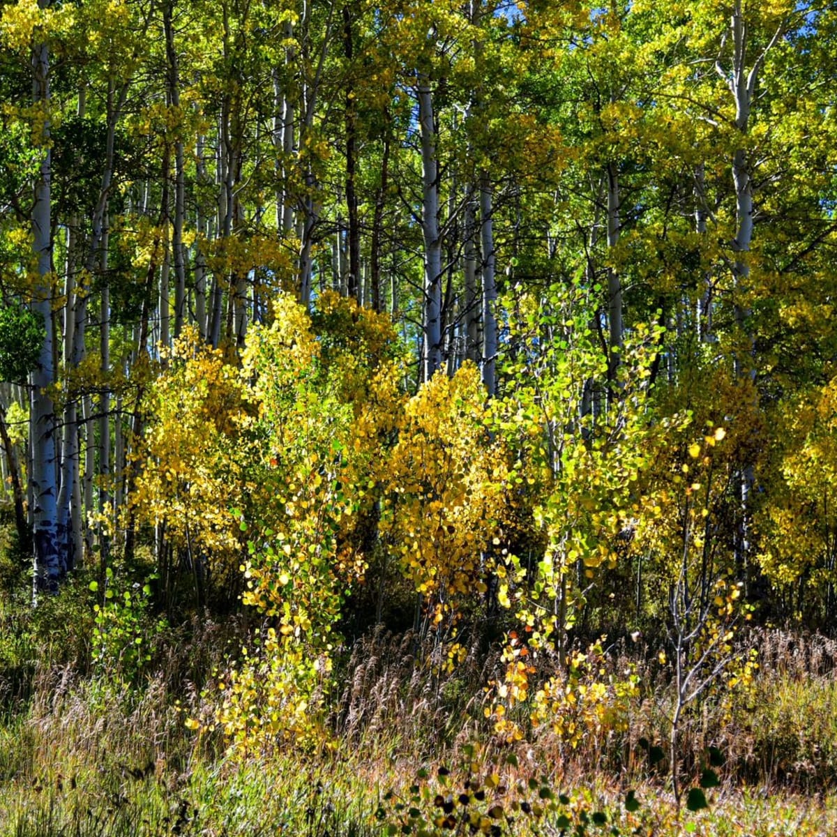 Bull Creek - Elk Hunt