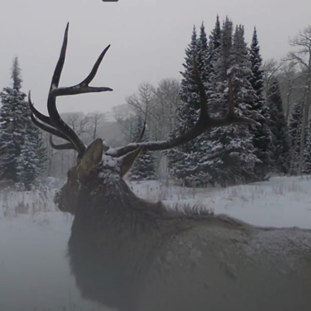 Bull Creek - Rifle Elk 