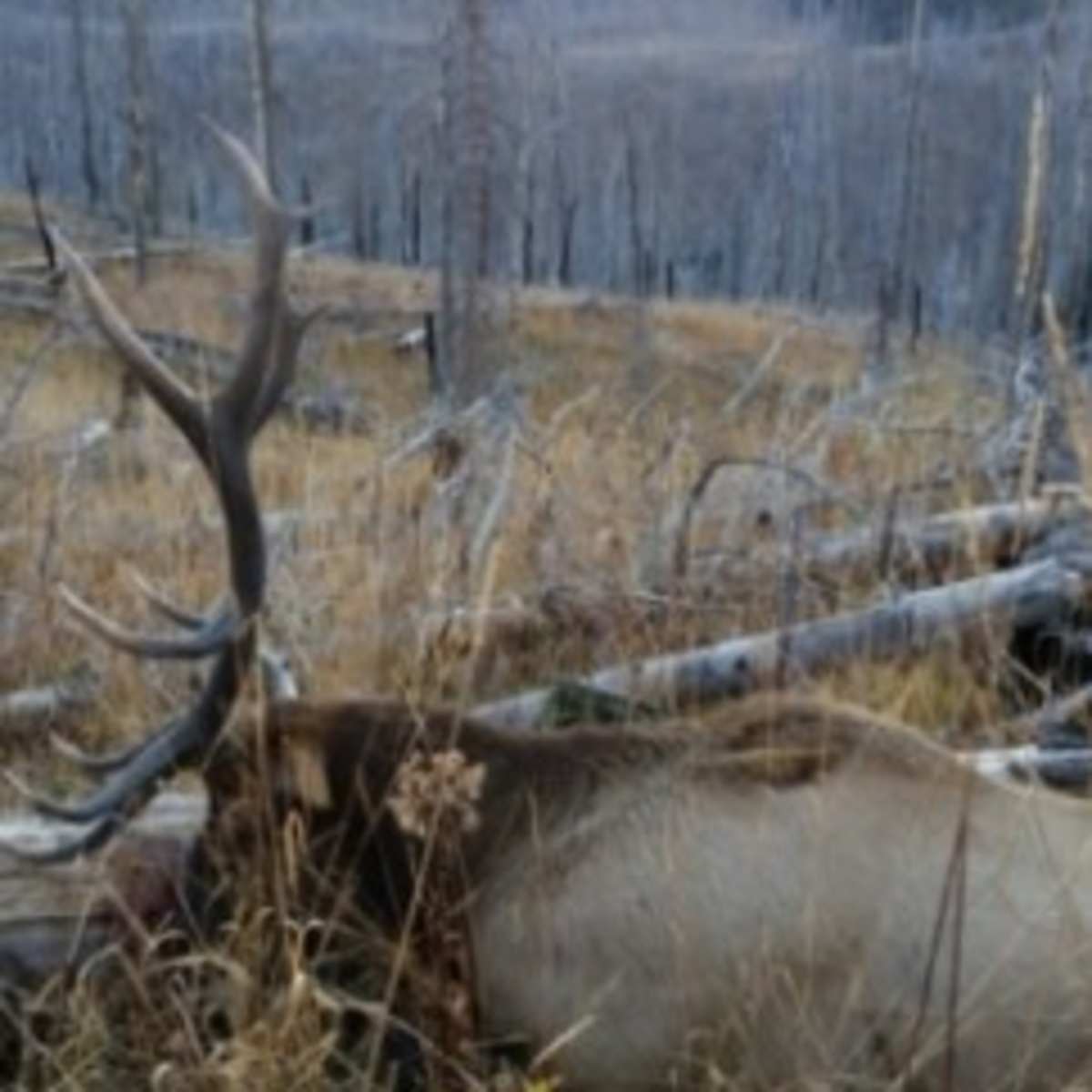 Old Baldy - Elk + Lodging