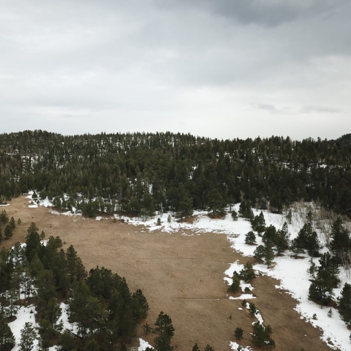 Rabbit Gulch - Mule Deer