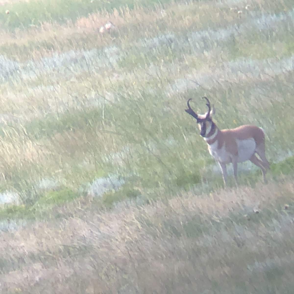 Luman Creek - Pronghorn