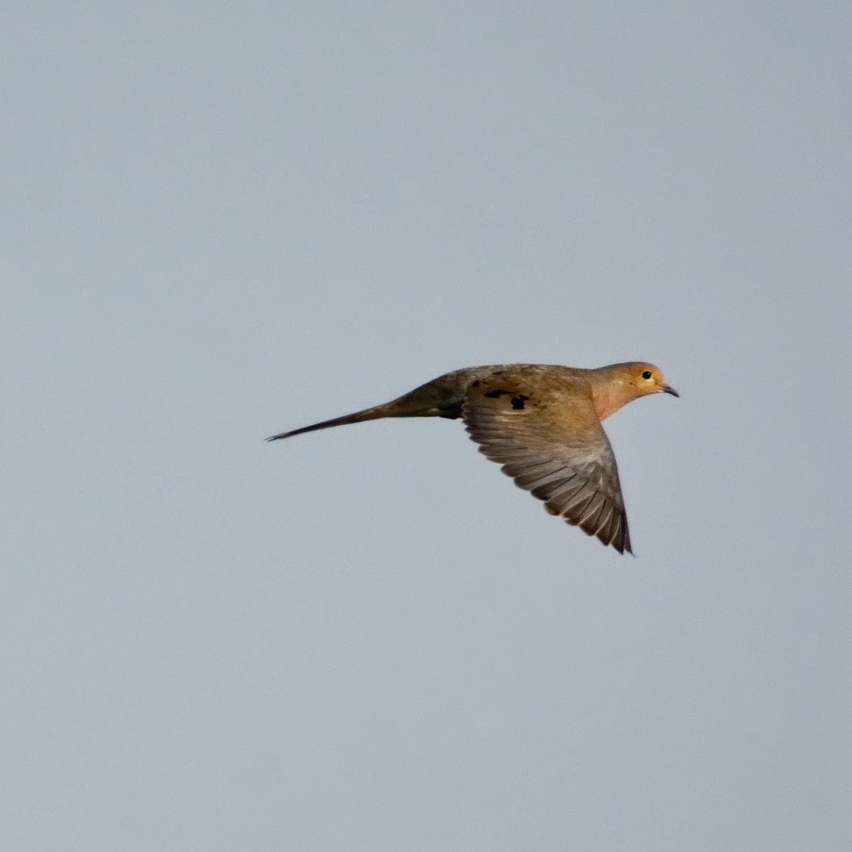 Flat Creek - Dove