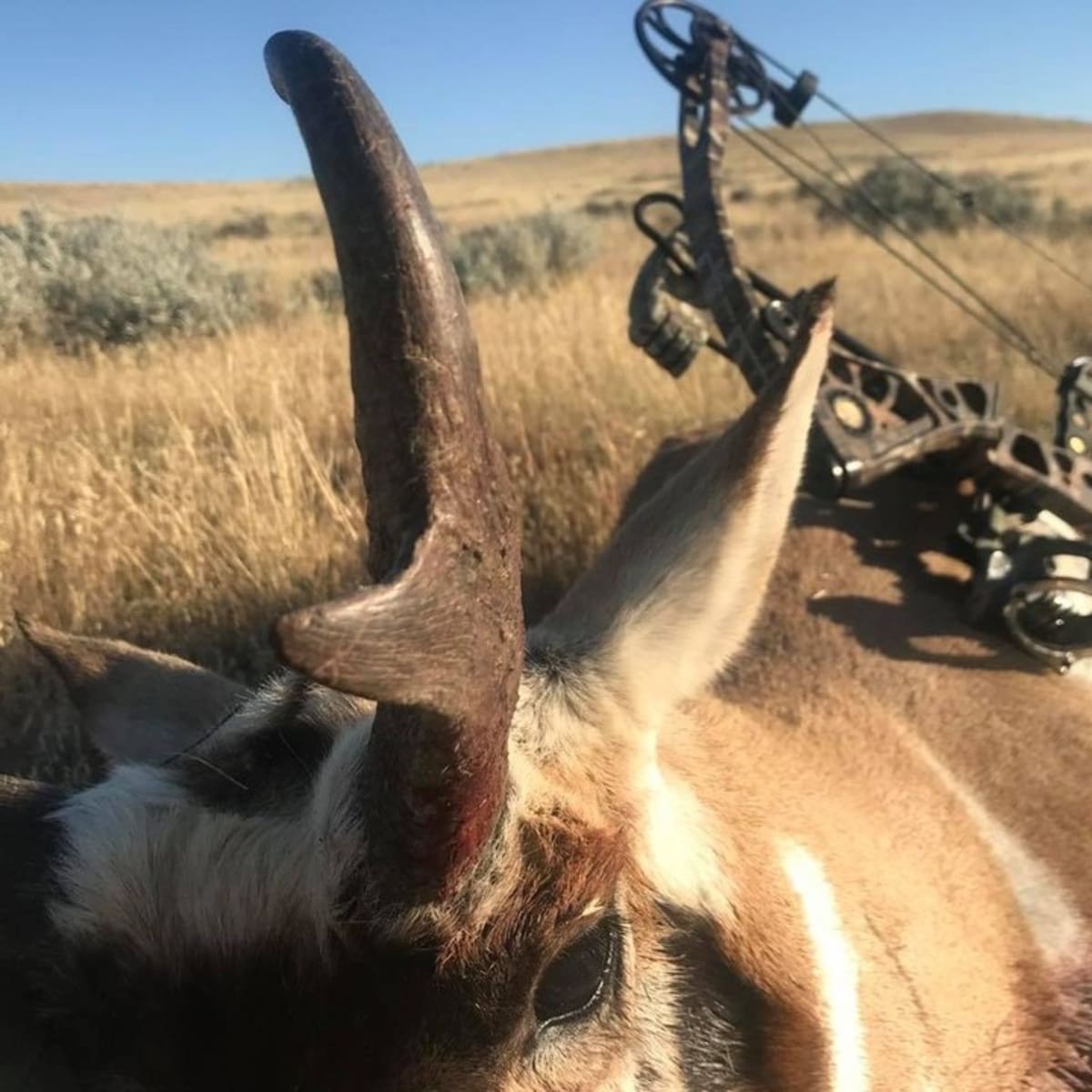 Wyoming Hill - Pronghorn