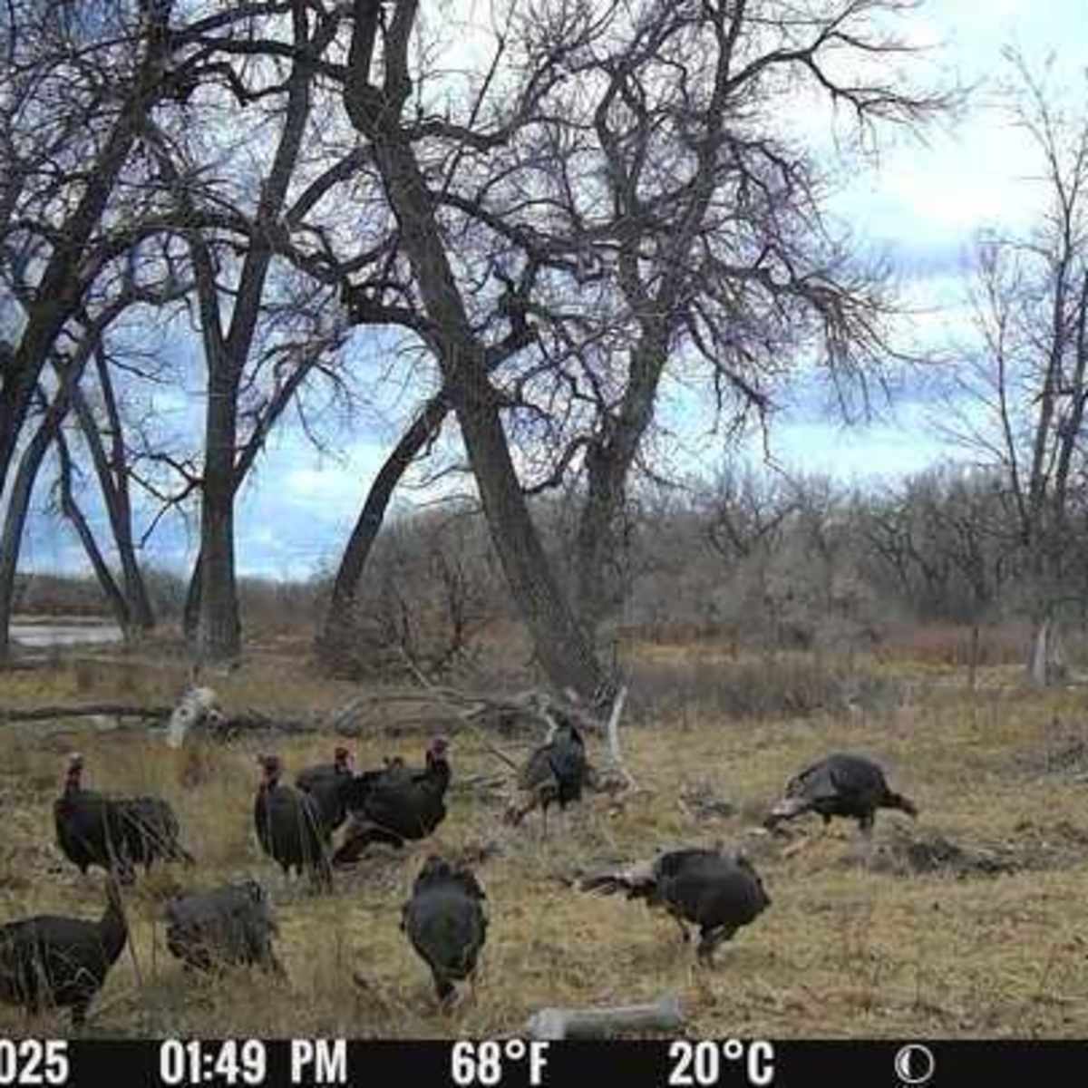 Oregon Trail Ranch West - Turkey