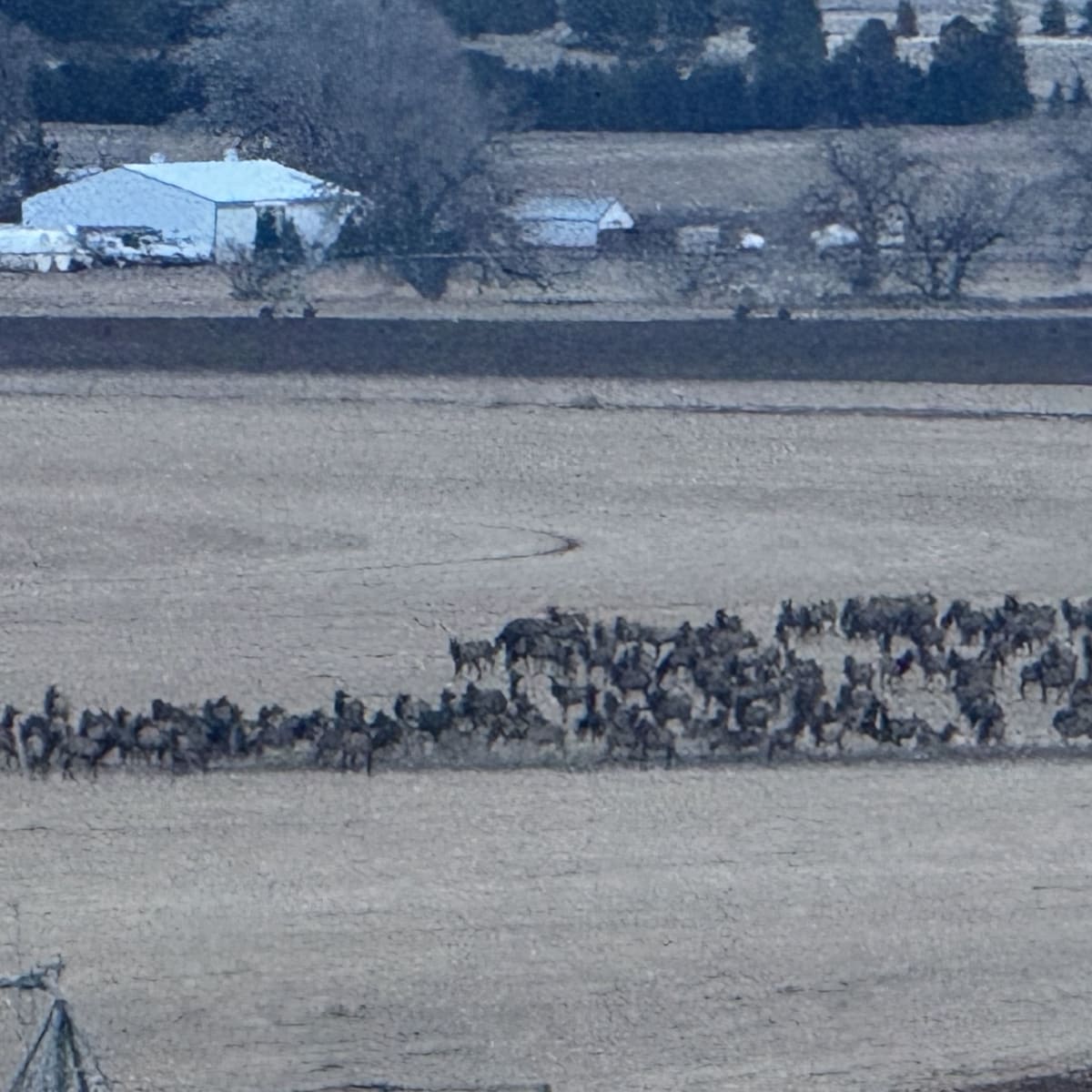 Red Nose - Cow Elk