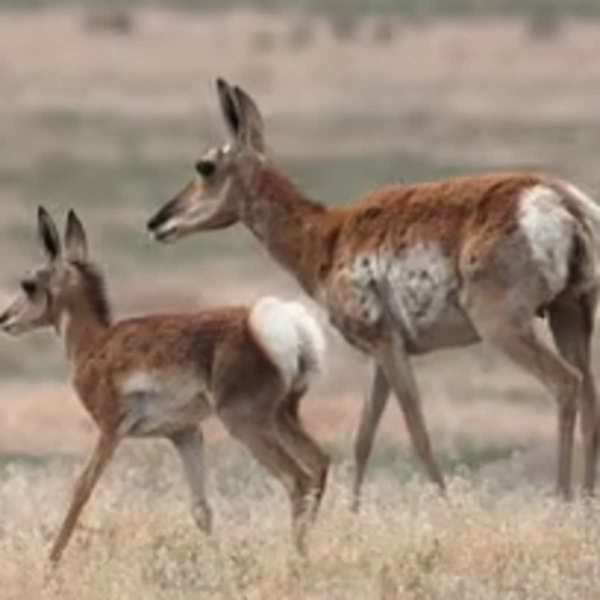 Dry Creek - Pronghorn Doe Hunt 3-Day