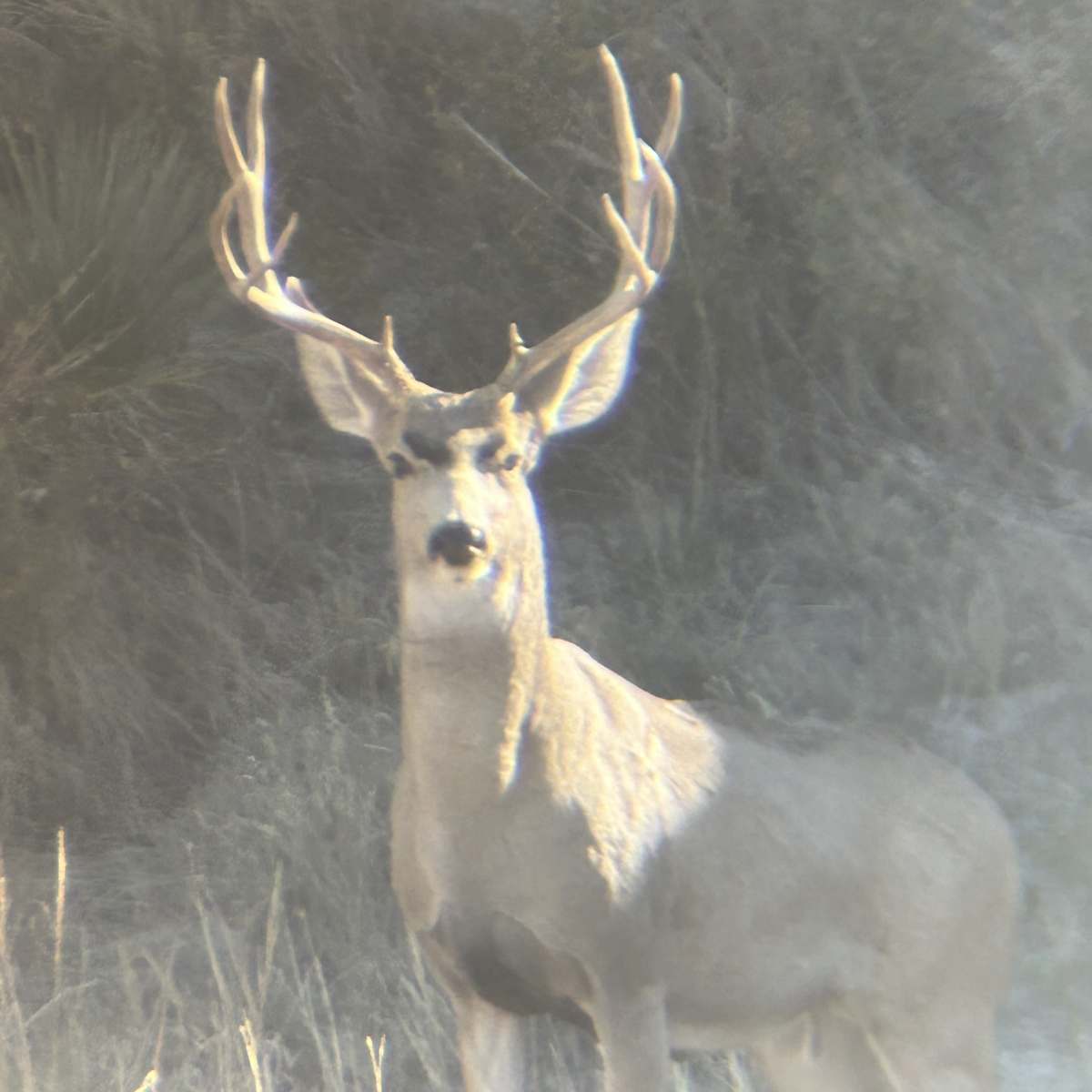 Scheer Circle Triangle Ranch - Mule Deer