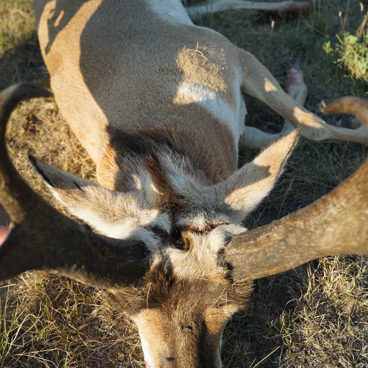 Soda Lake Pronghorn - Pronghorn 