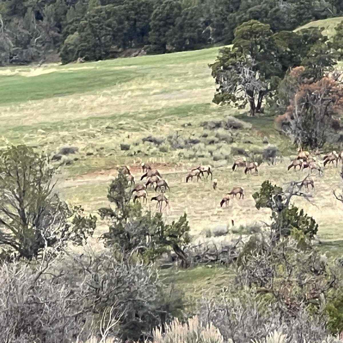 North Camp - Elk 