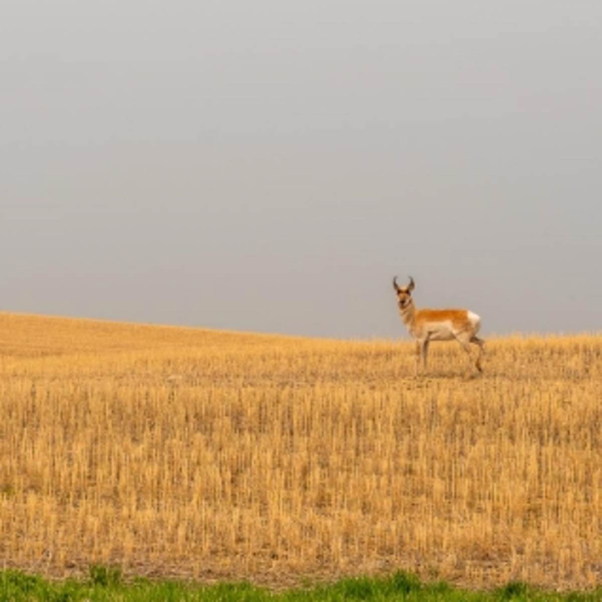 Cheyenne Wells Pronghorn Lands- 3-Day Doe Antelope Hunt