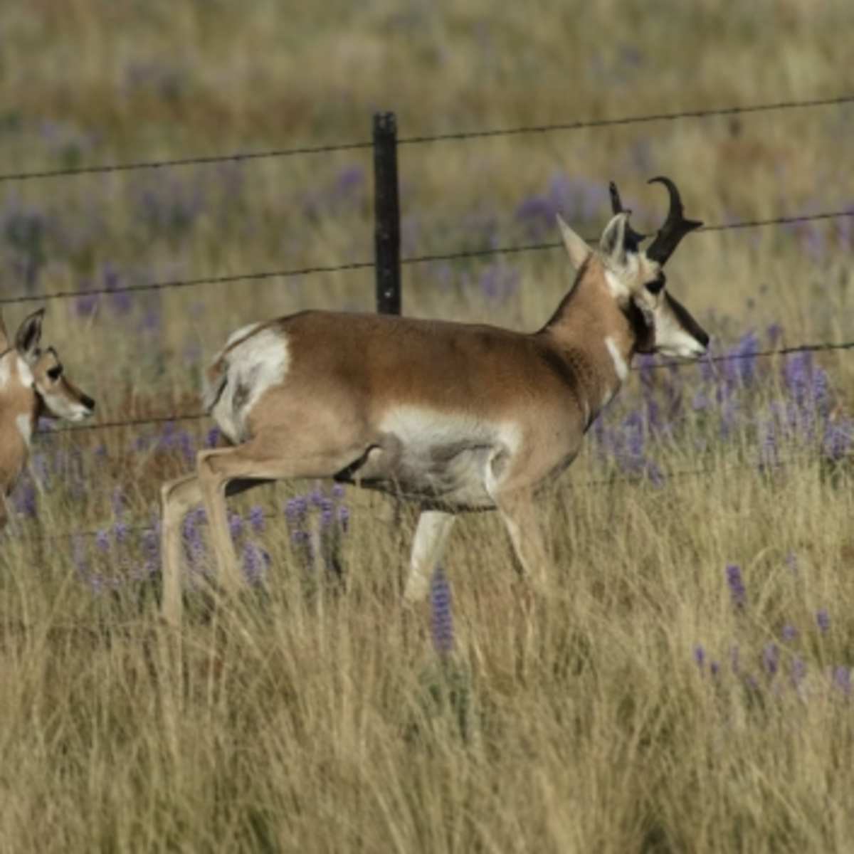 Wyoming Hill - Pronghorn Doe