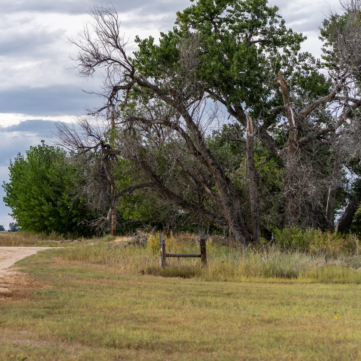 Horse Creek South Dove