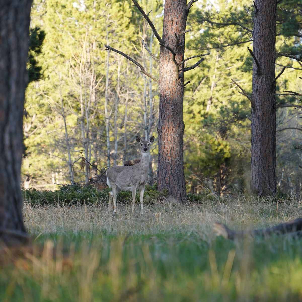 Luman Creek - White tail (Buck or Doe)