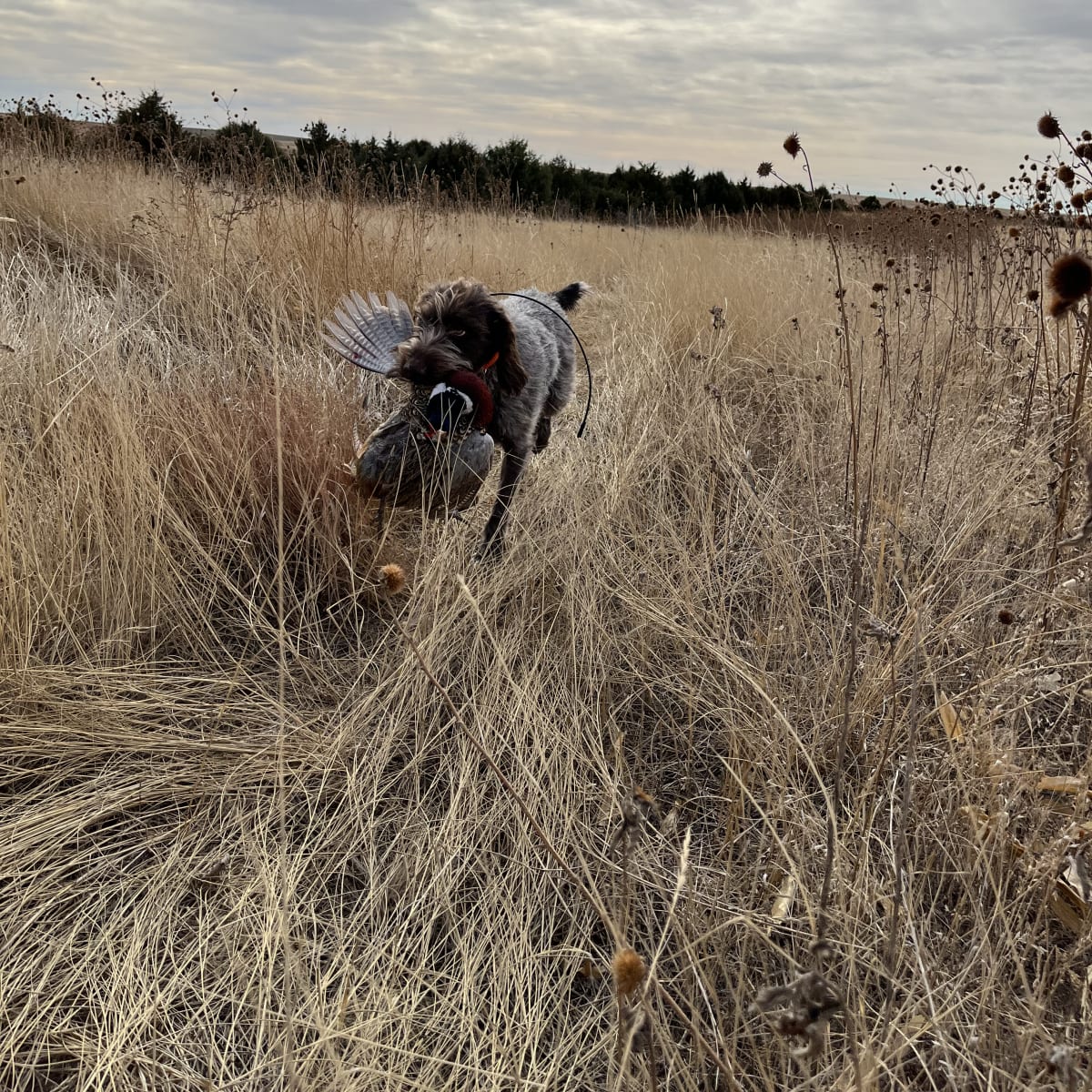 Red Barn Run