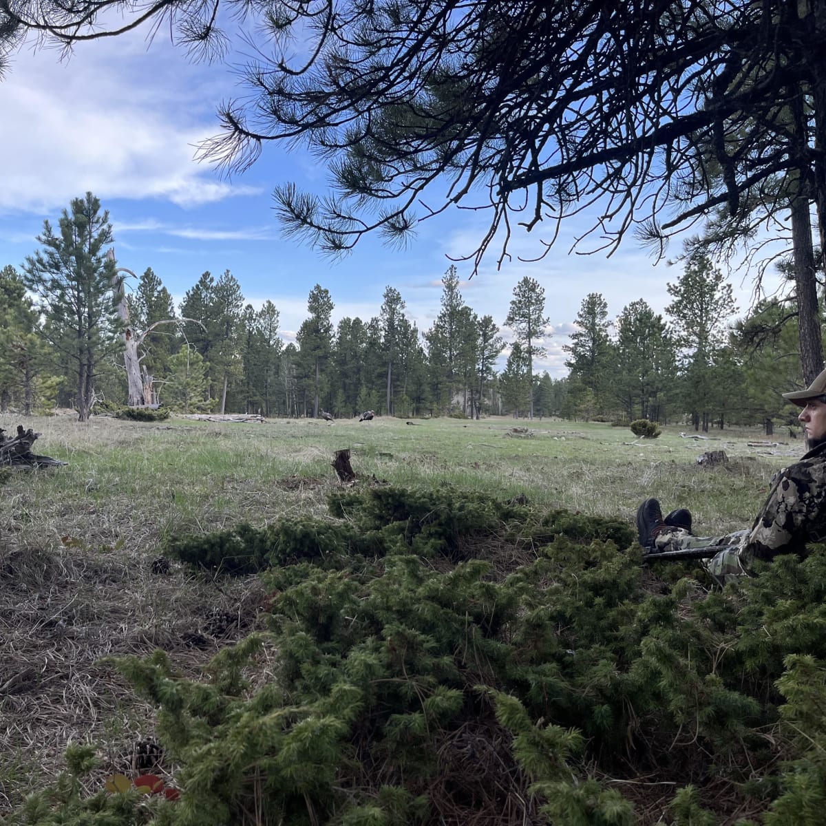 Four Corners Ranch - Cow elk