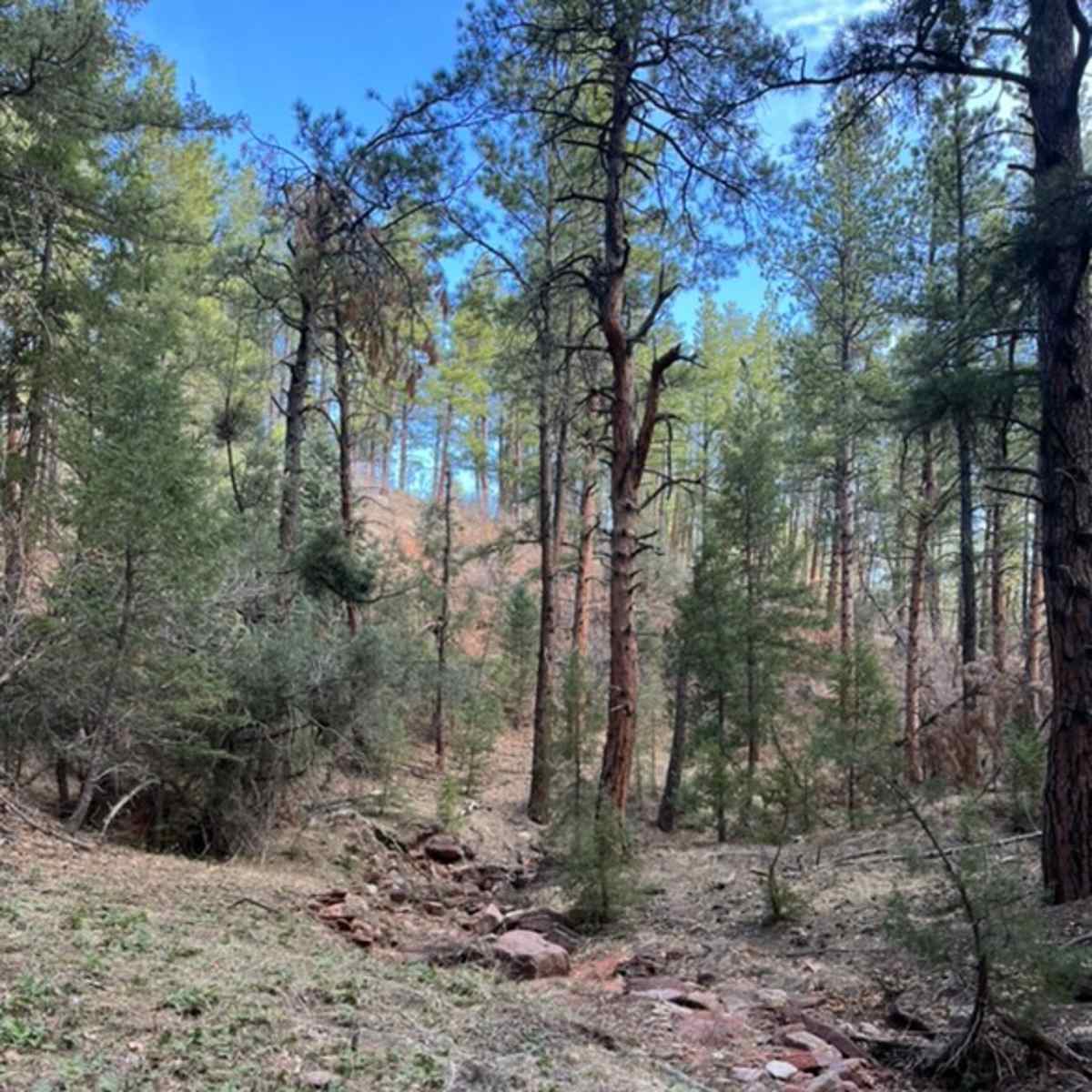 Easy Yoke Ranch - Mule Deer Doe