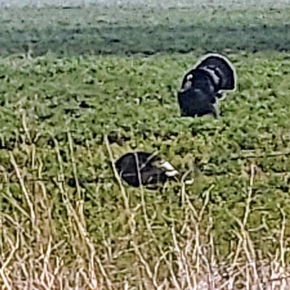 Spotted Tail Farm - Turkey