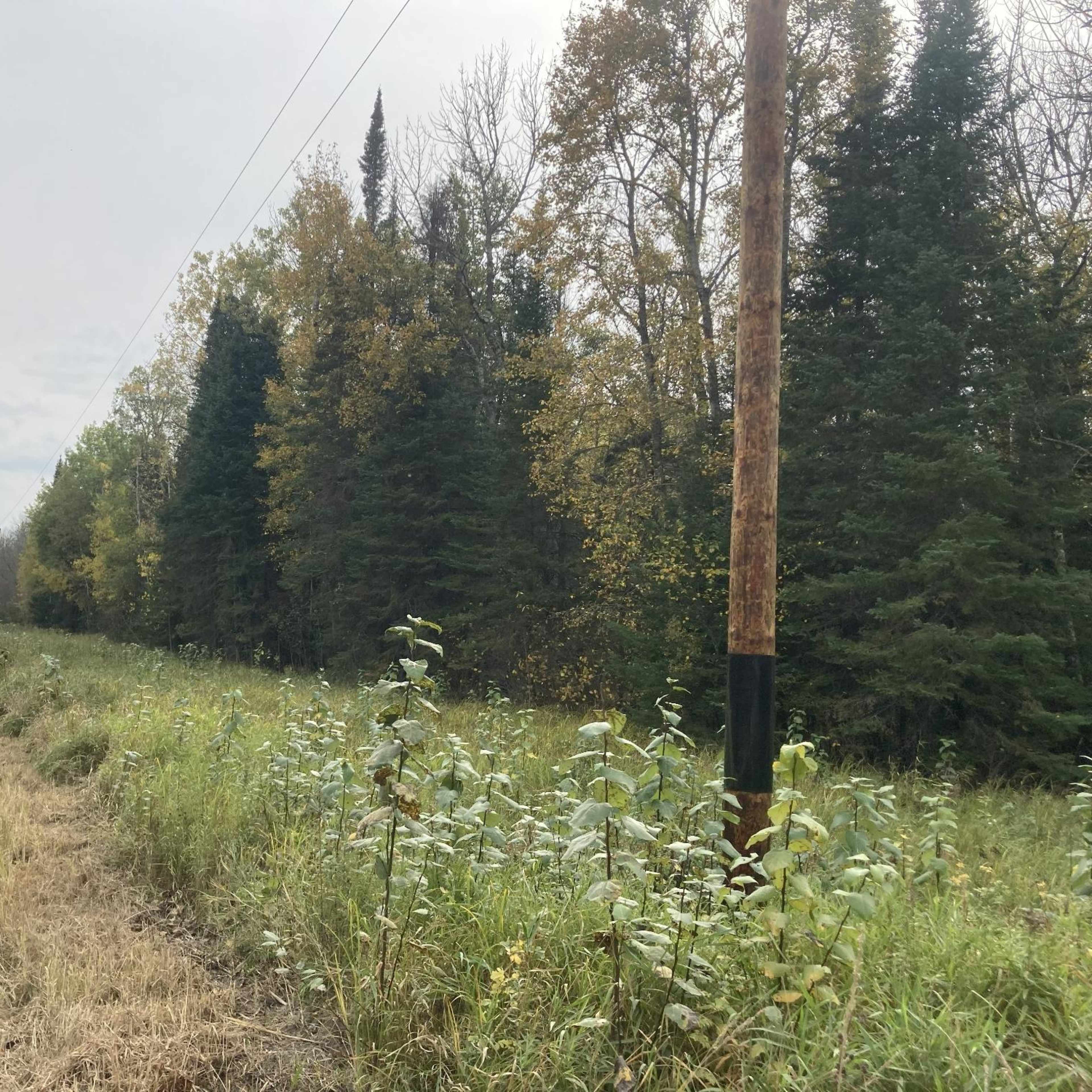 Little Turtle - Bear