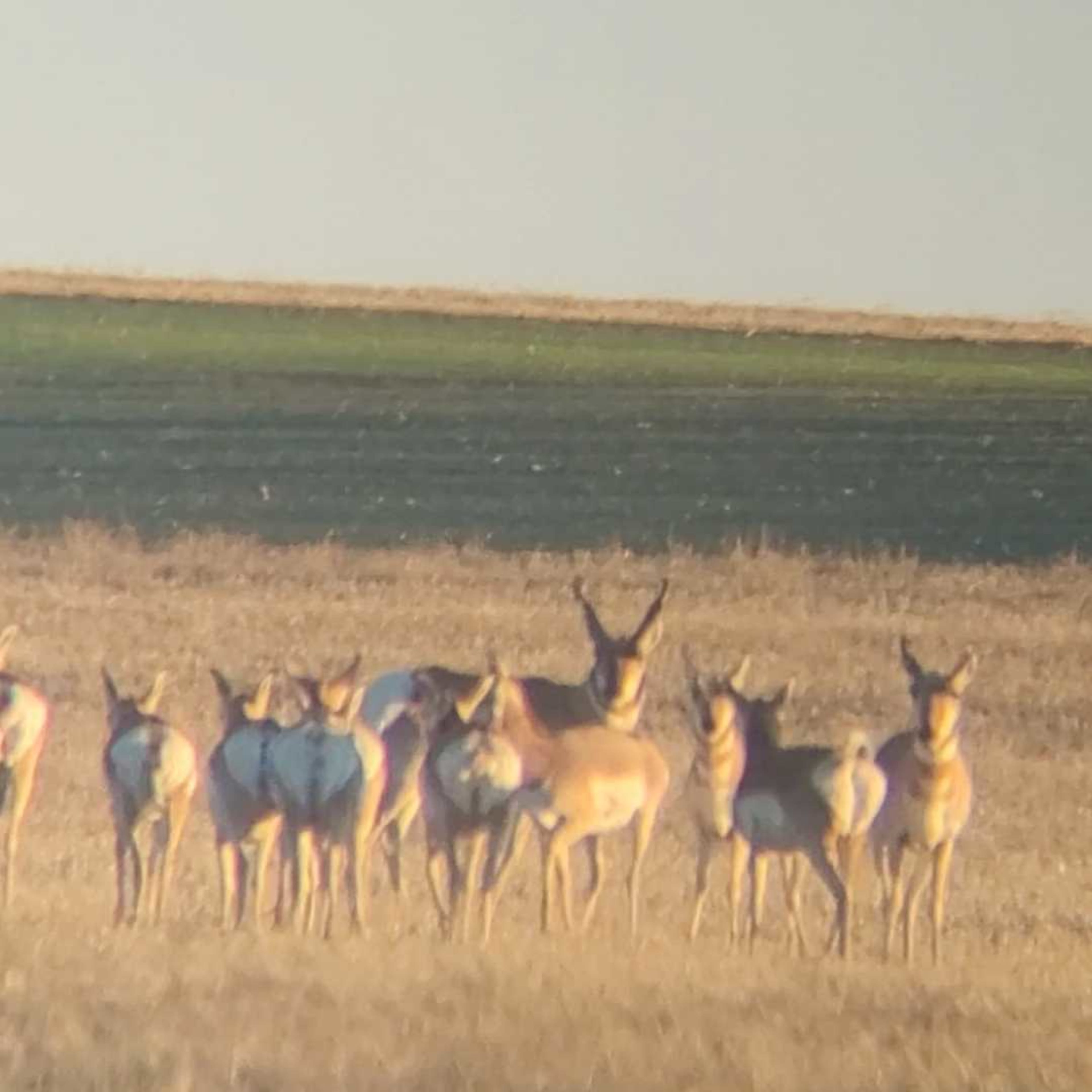 Flagler Pronghorn Lands Doe