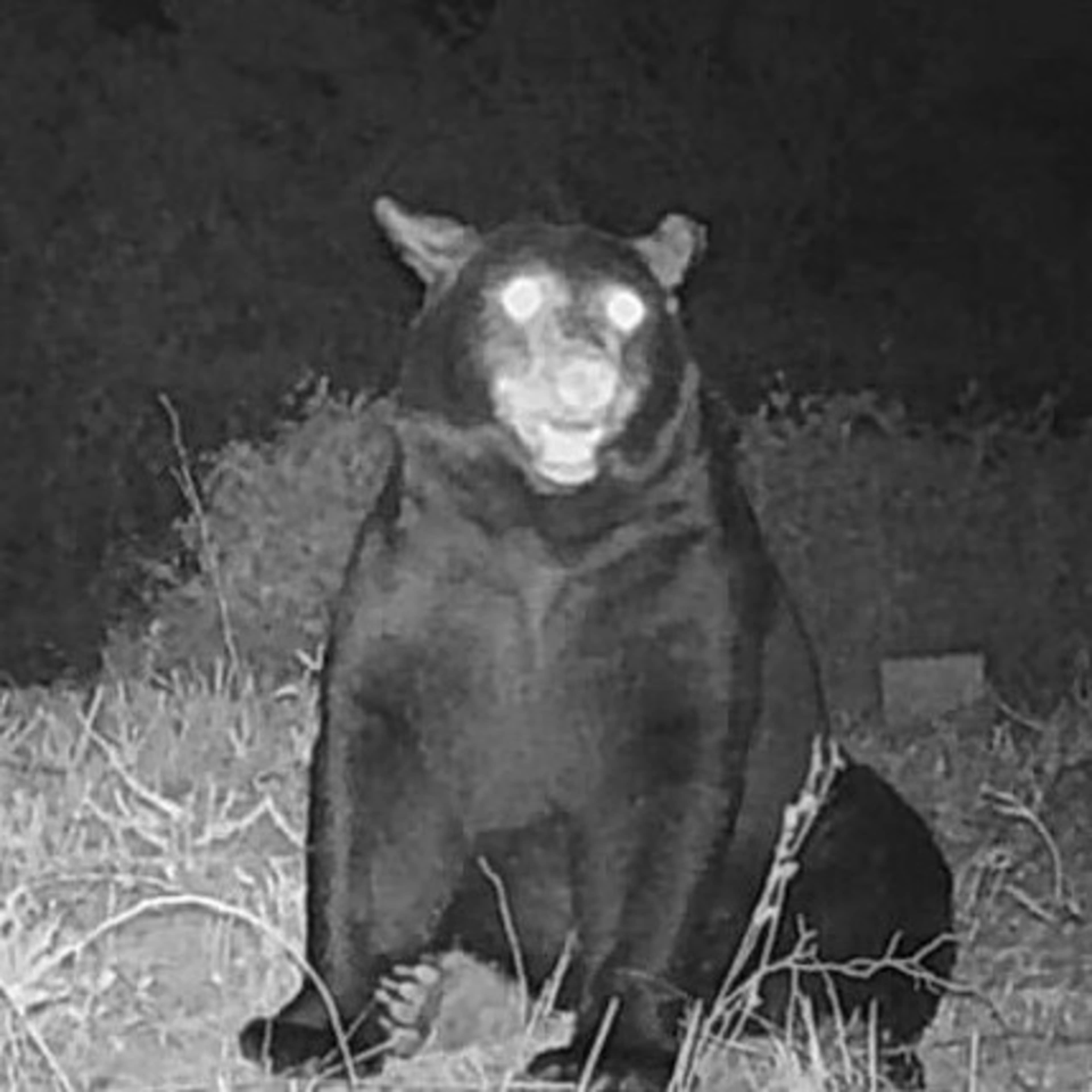 VR Hermit Rock - Bear
