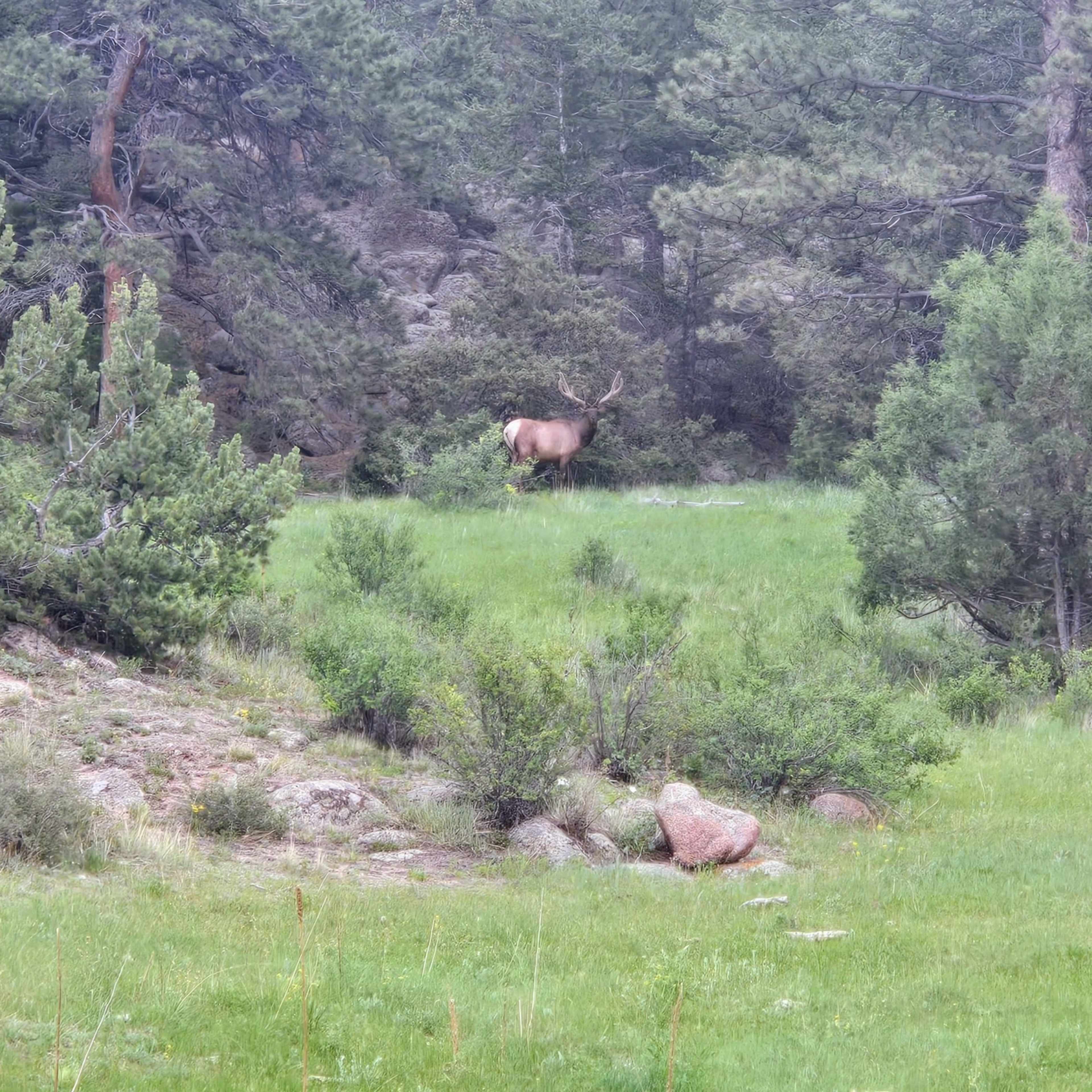 Mountain View - Elk
