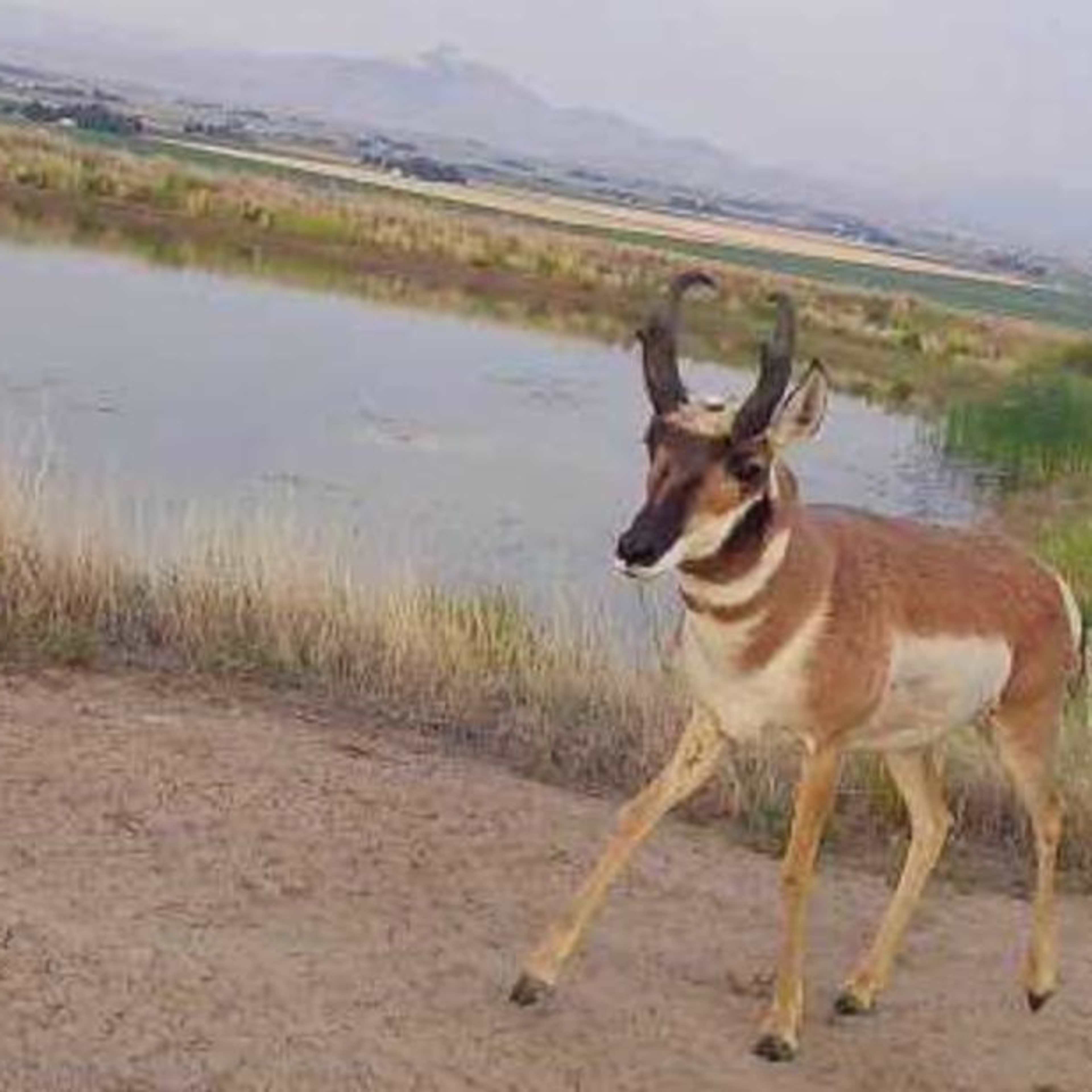 Badger Basin - Antelope
