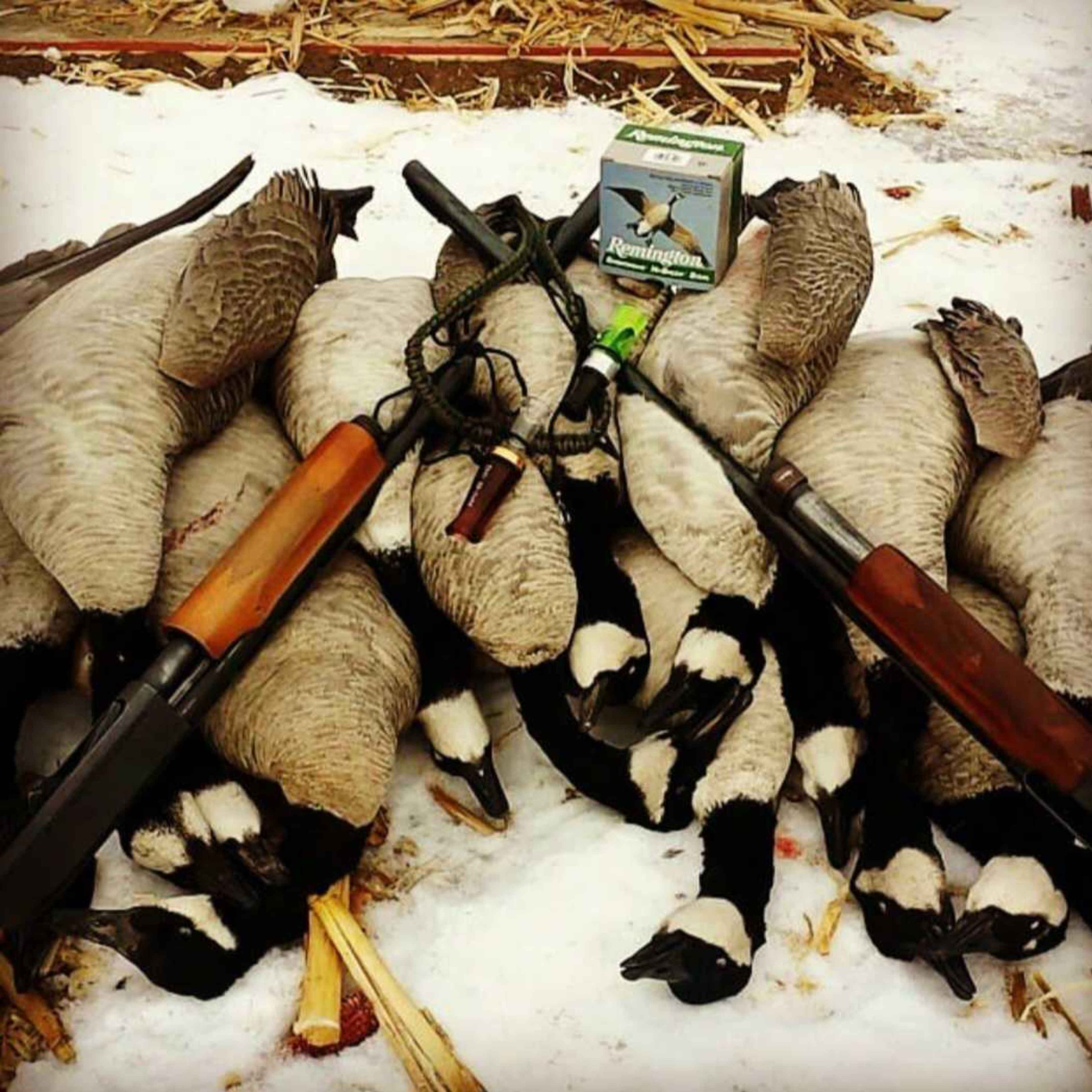 Borderline East - Waterfowl