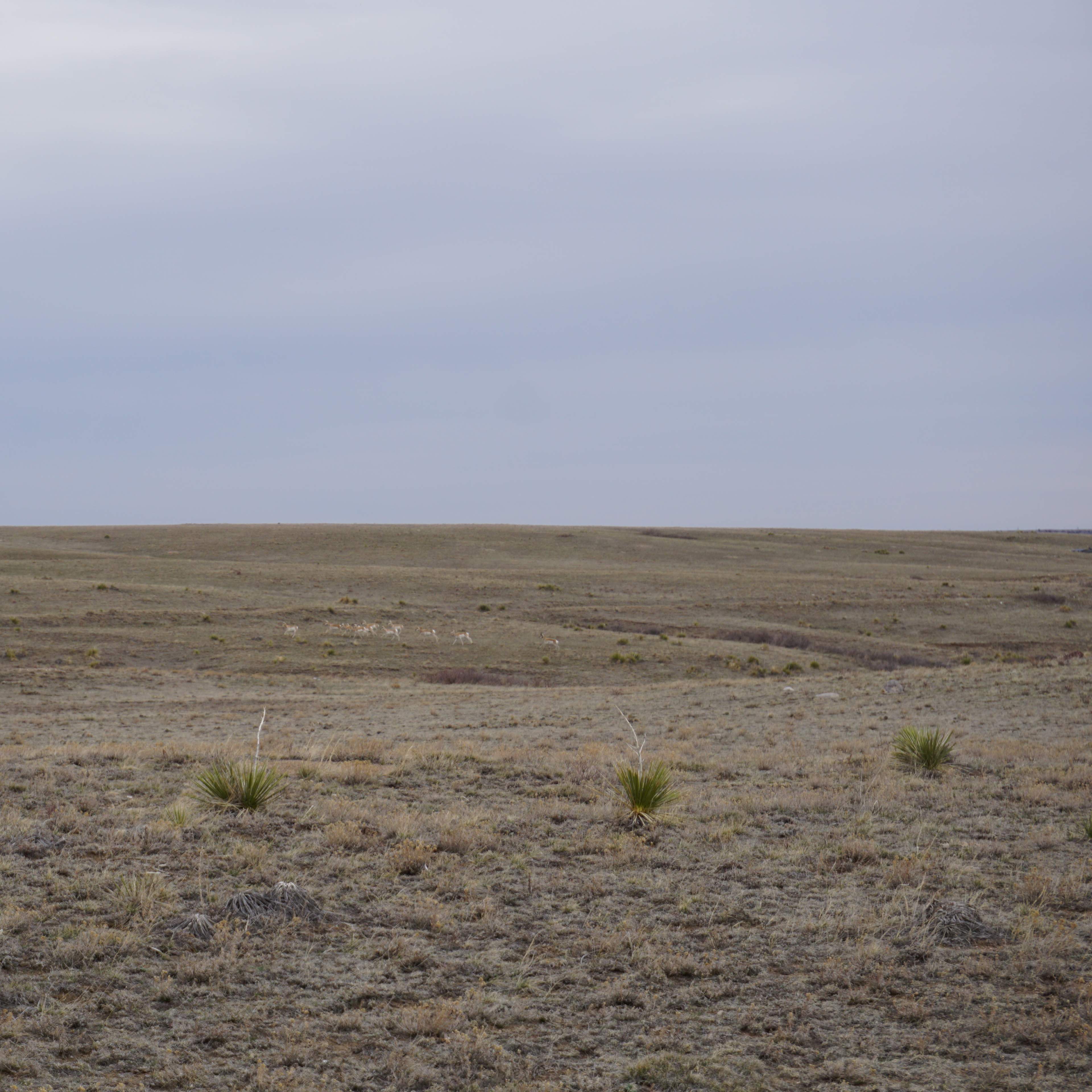 Rodeo Ranch - Pronghorn 