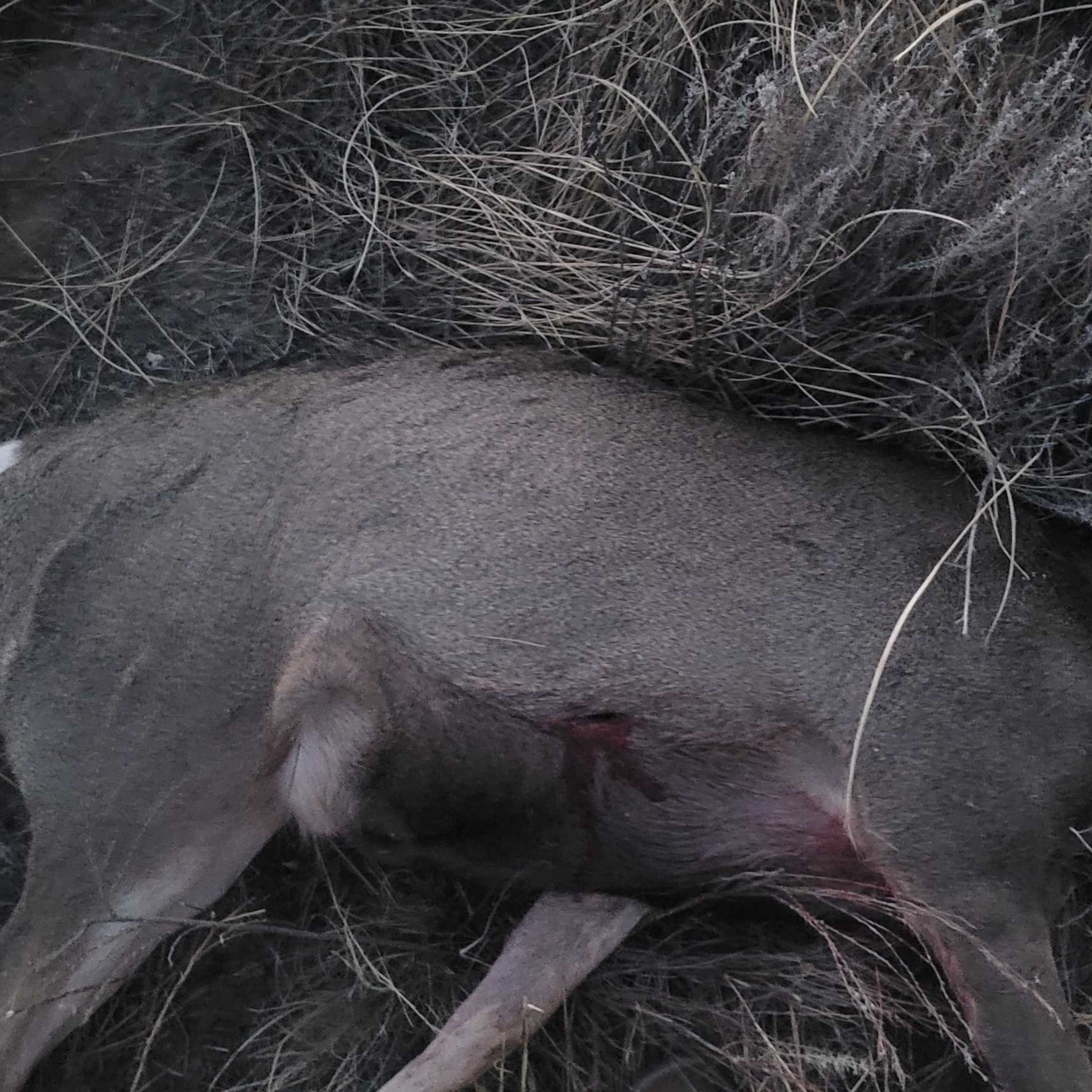Hell Creek - Doe 