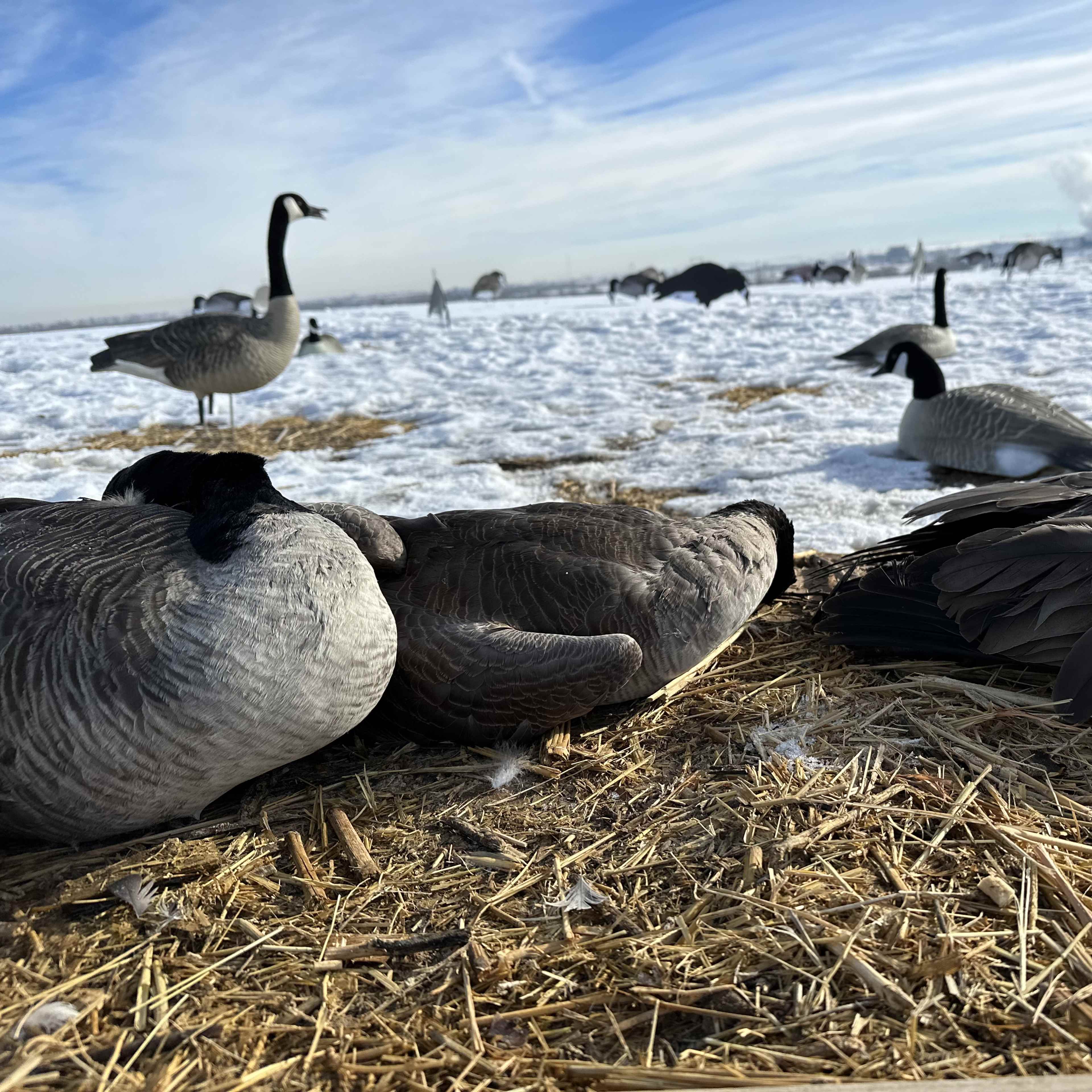 Rangeview Waterfowl - Layout