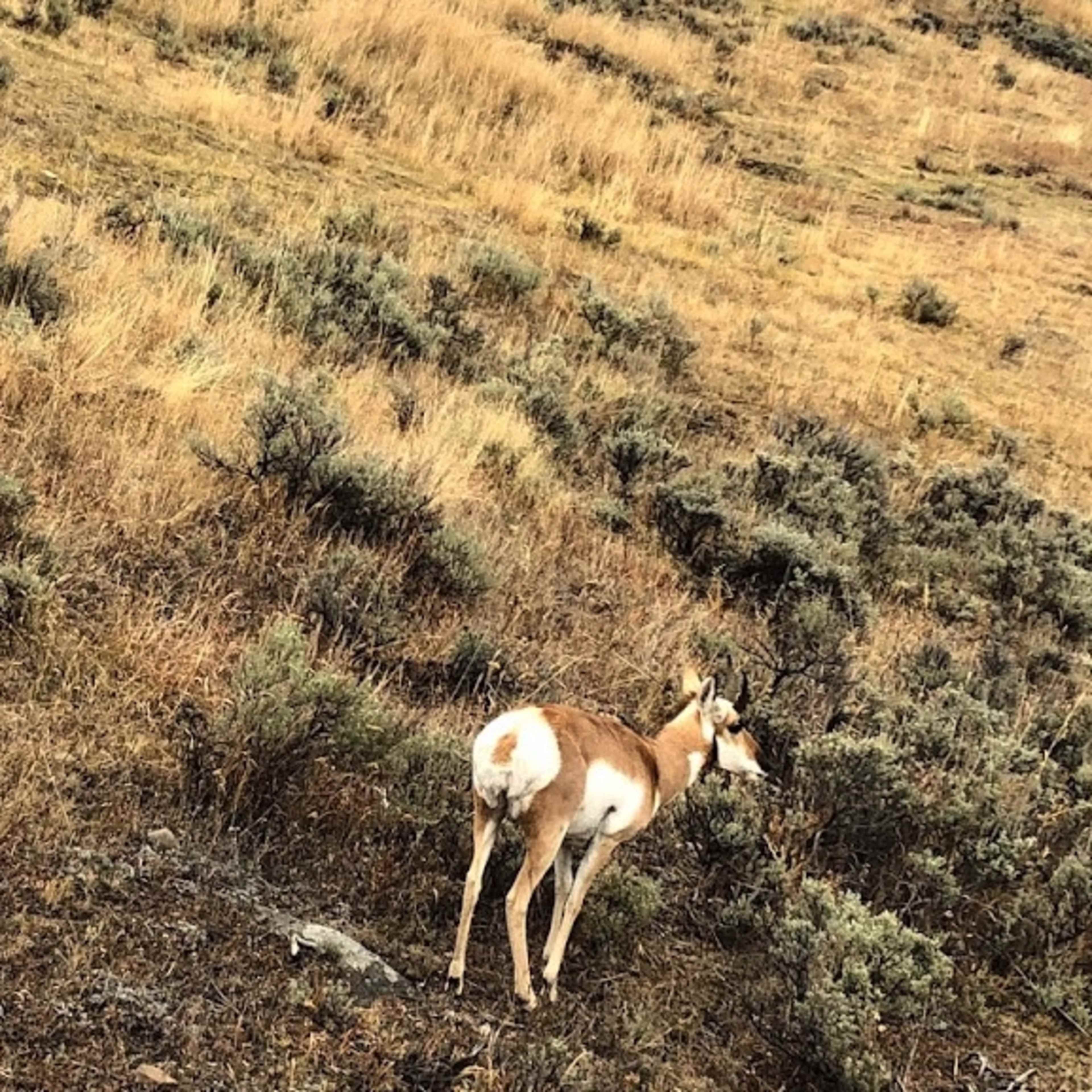 Moffet Road - Pronghorn Doe