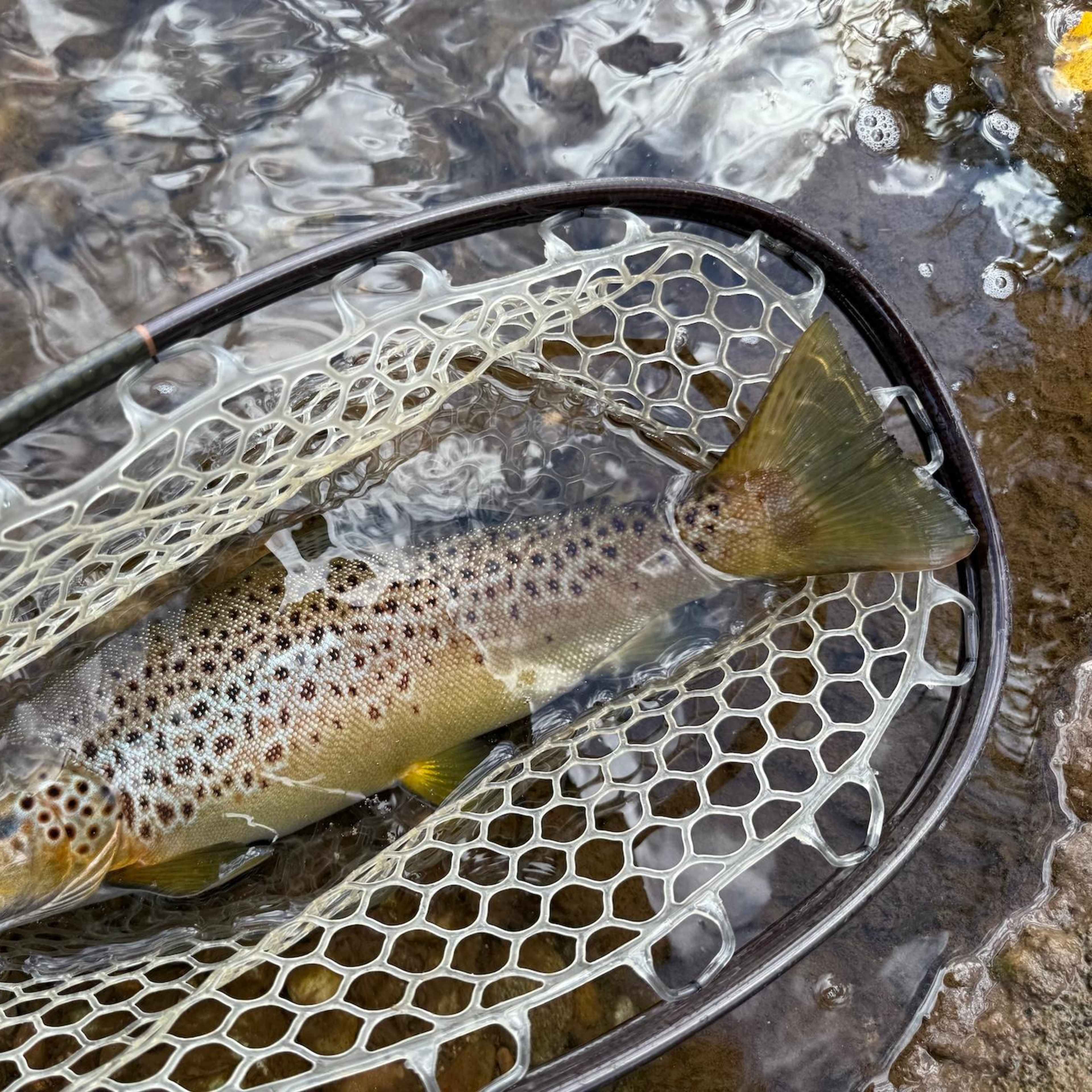 Diamond Arrow