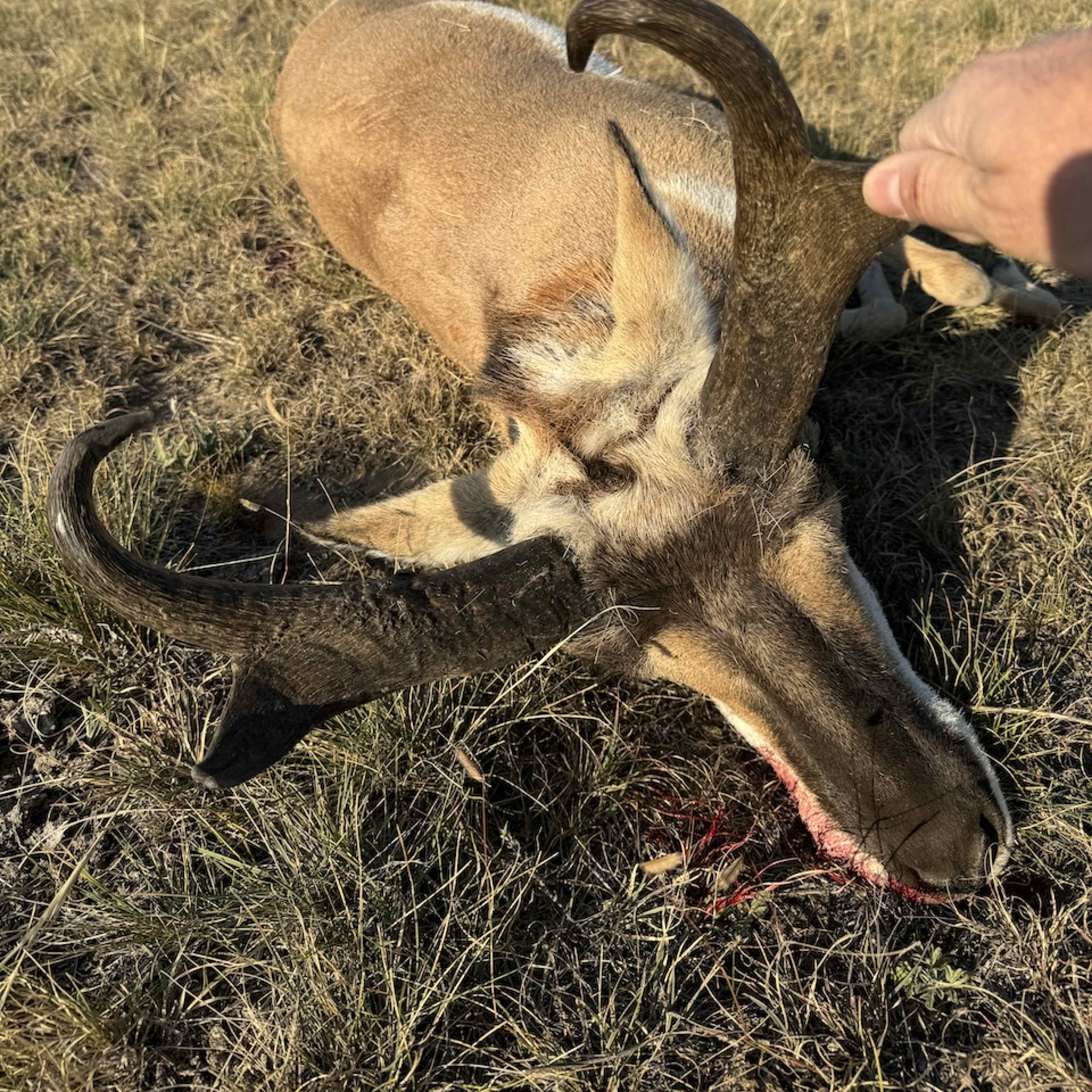 Chalk Bluffs Colorado - Pronghorn