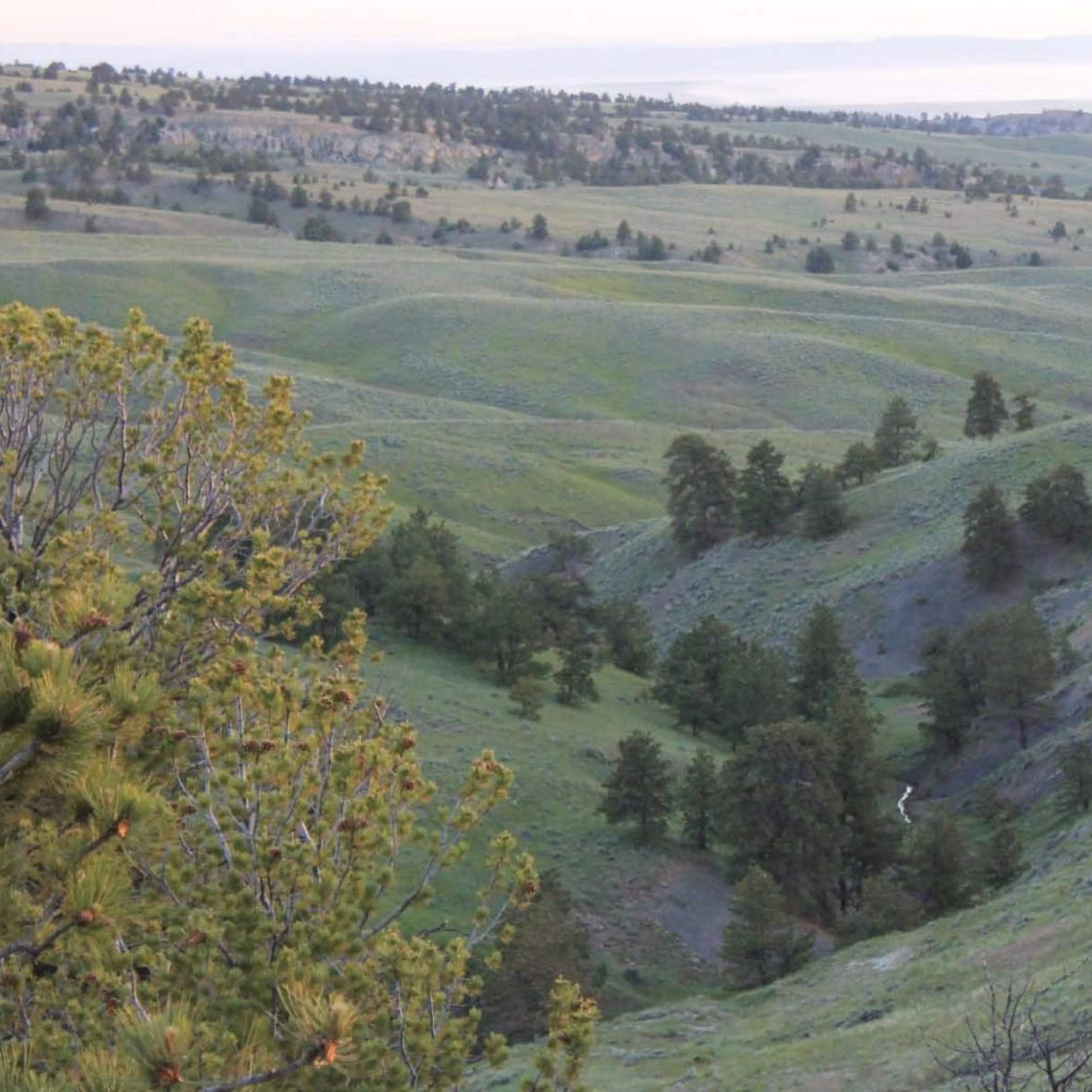 Johnson Canyon - Antelope
