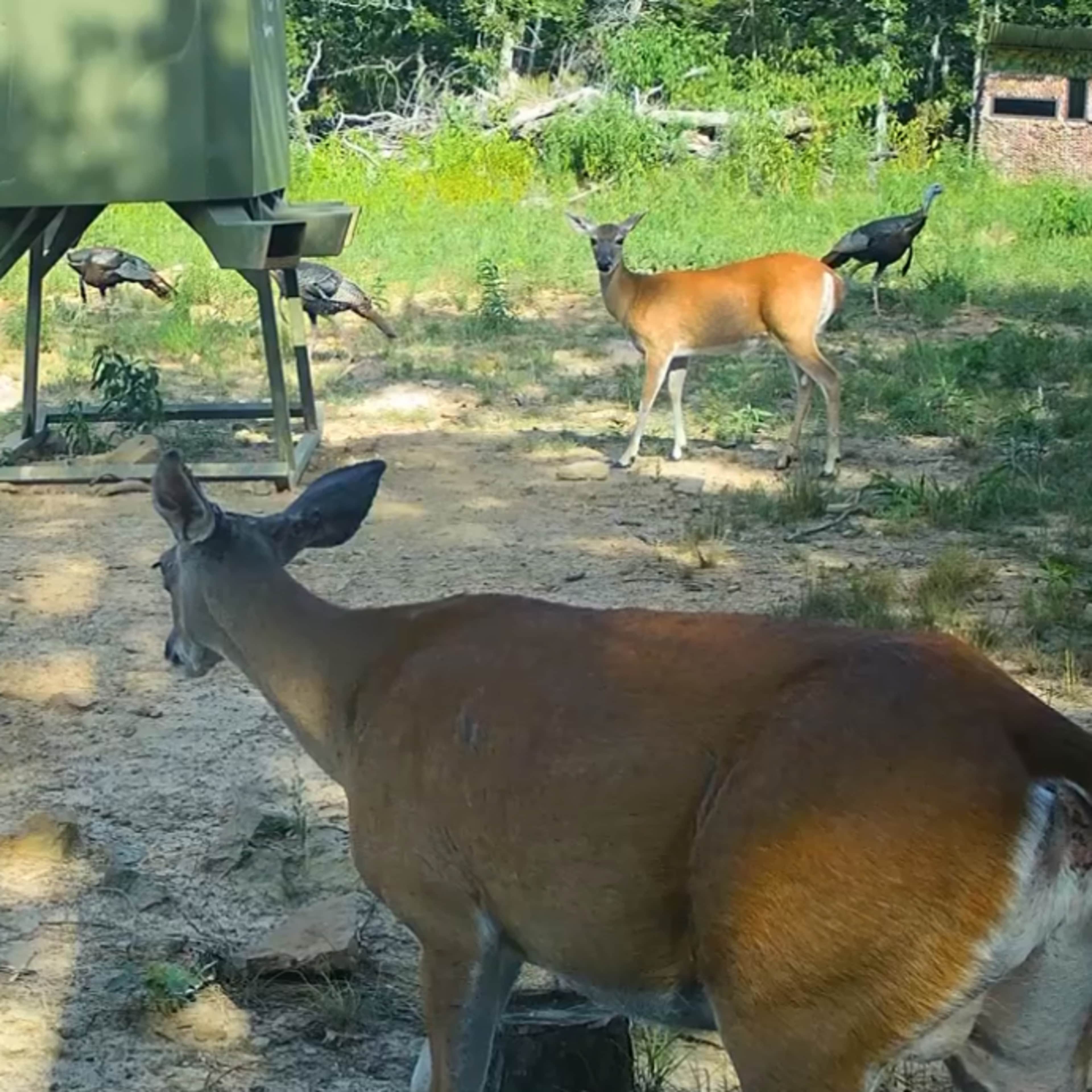 Smokestack Whitetail Doe