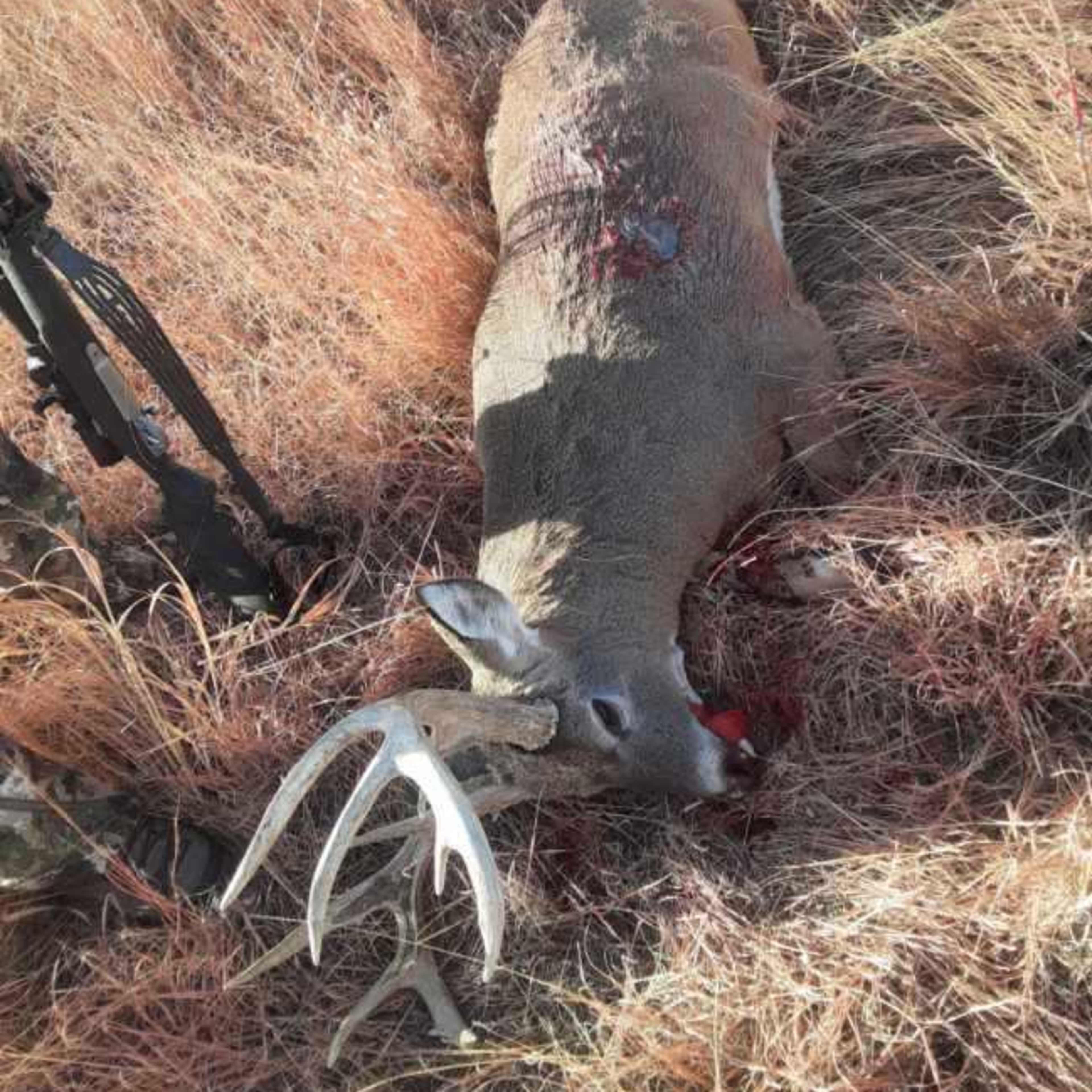Arapahoe Deer 5-day 