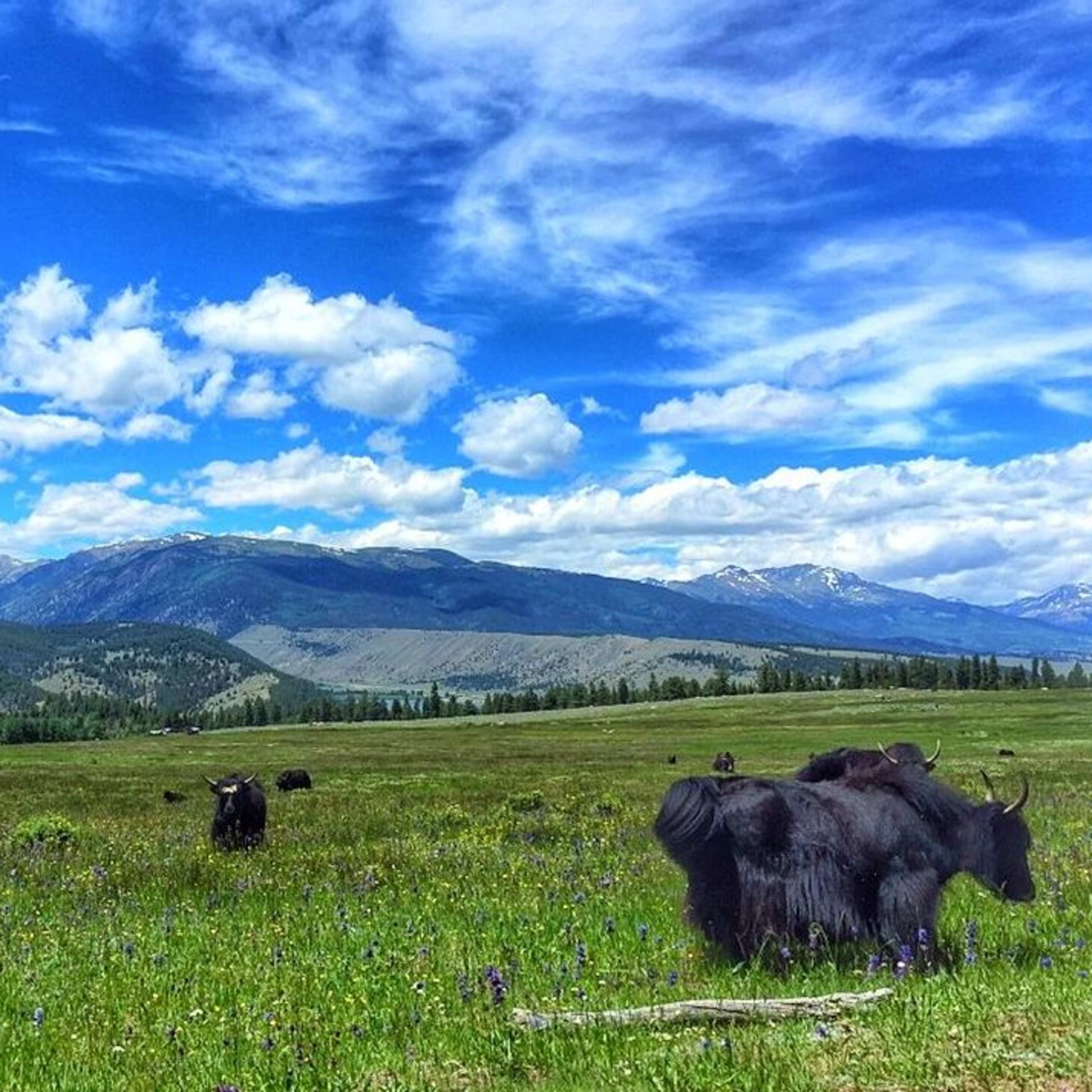 Horse Thief Ranch- Yak Hunt
