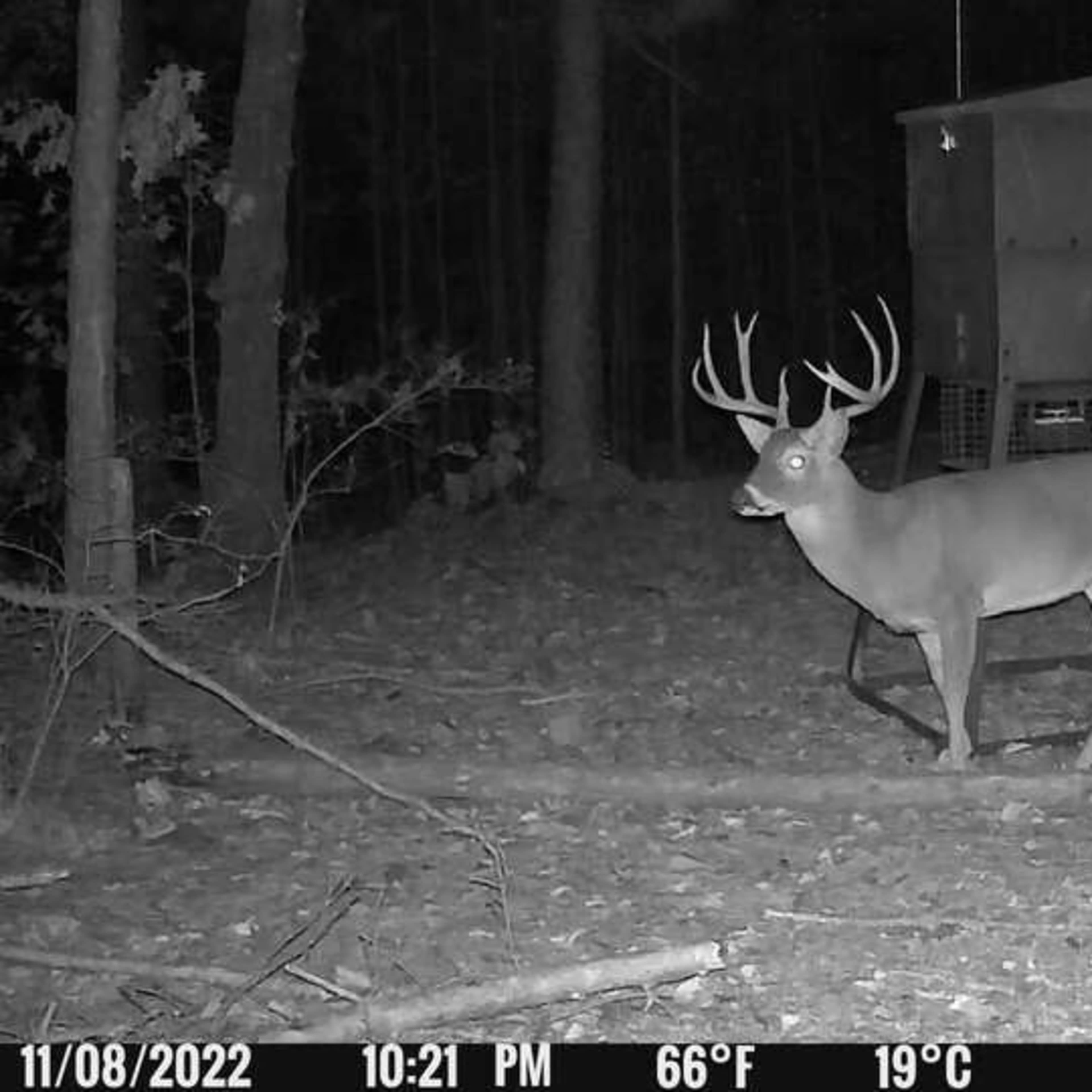 Whitetail Ridge