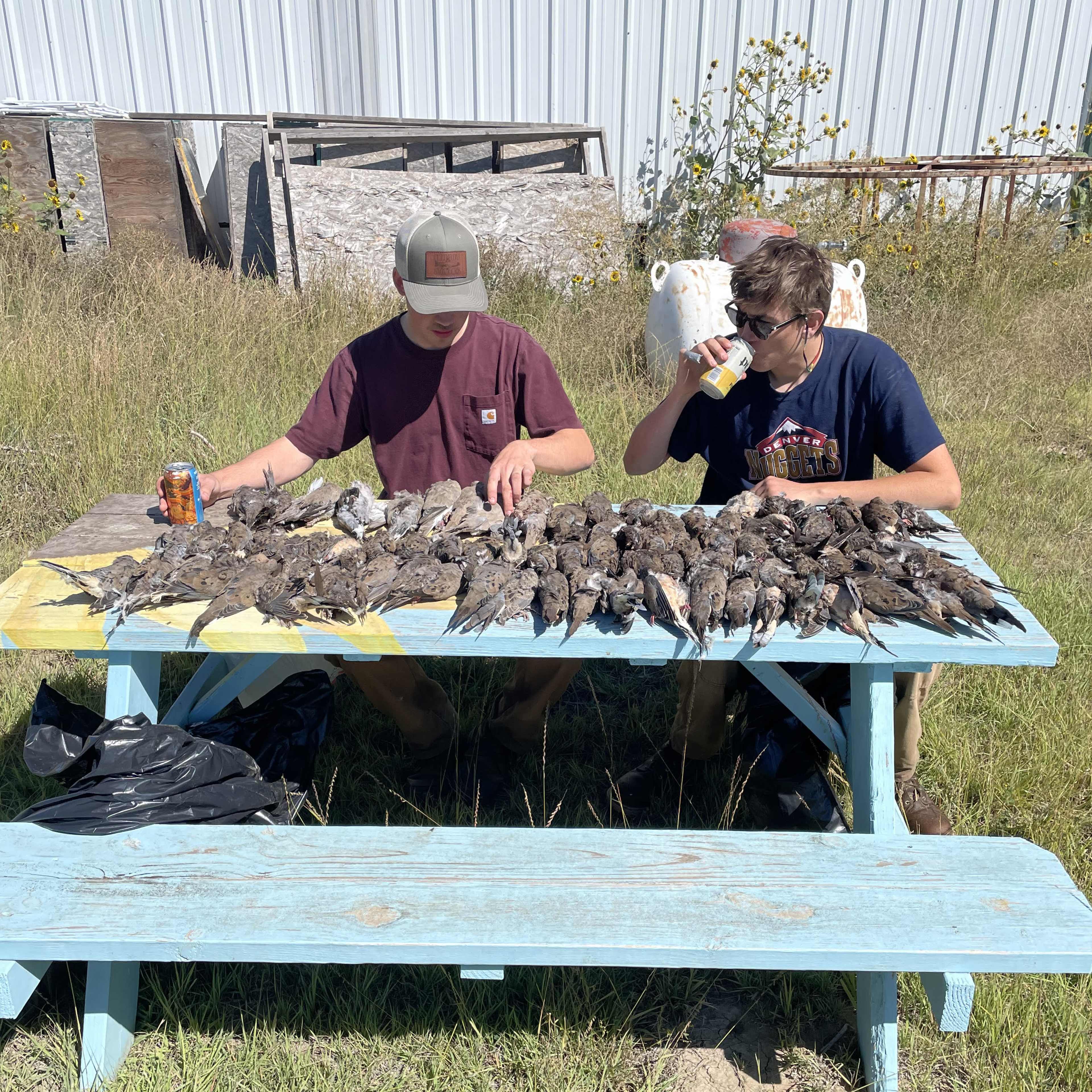 Sunflower Grove - Dove