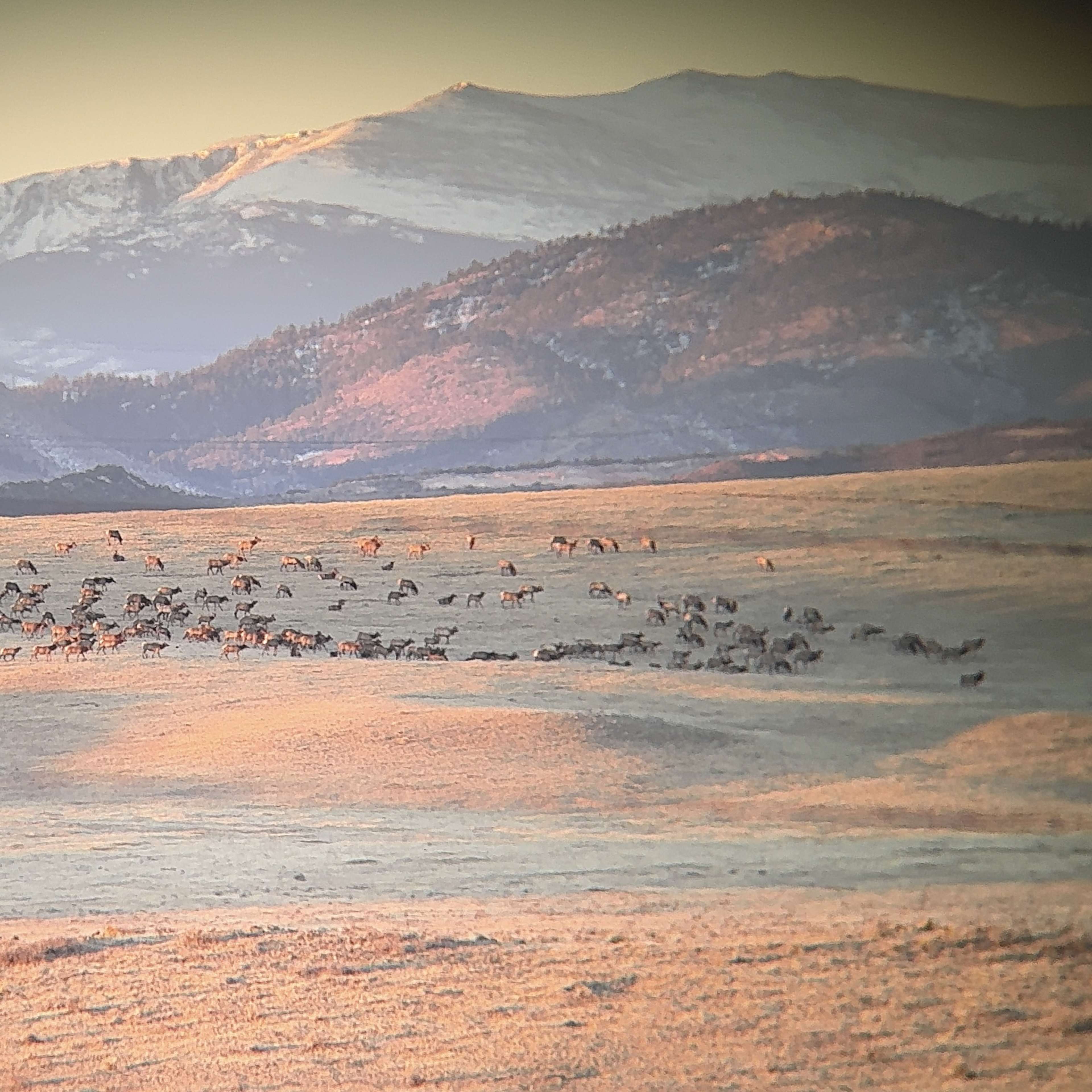 Gilman Mountain - Cow Elk