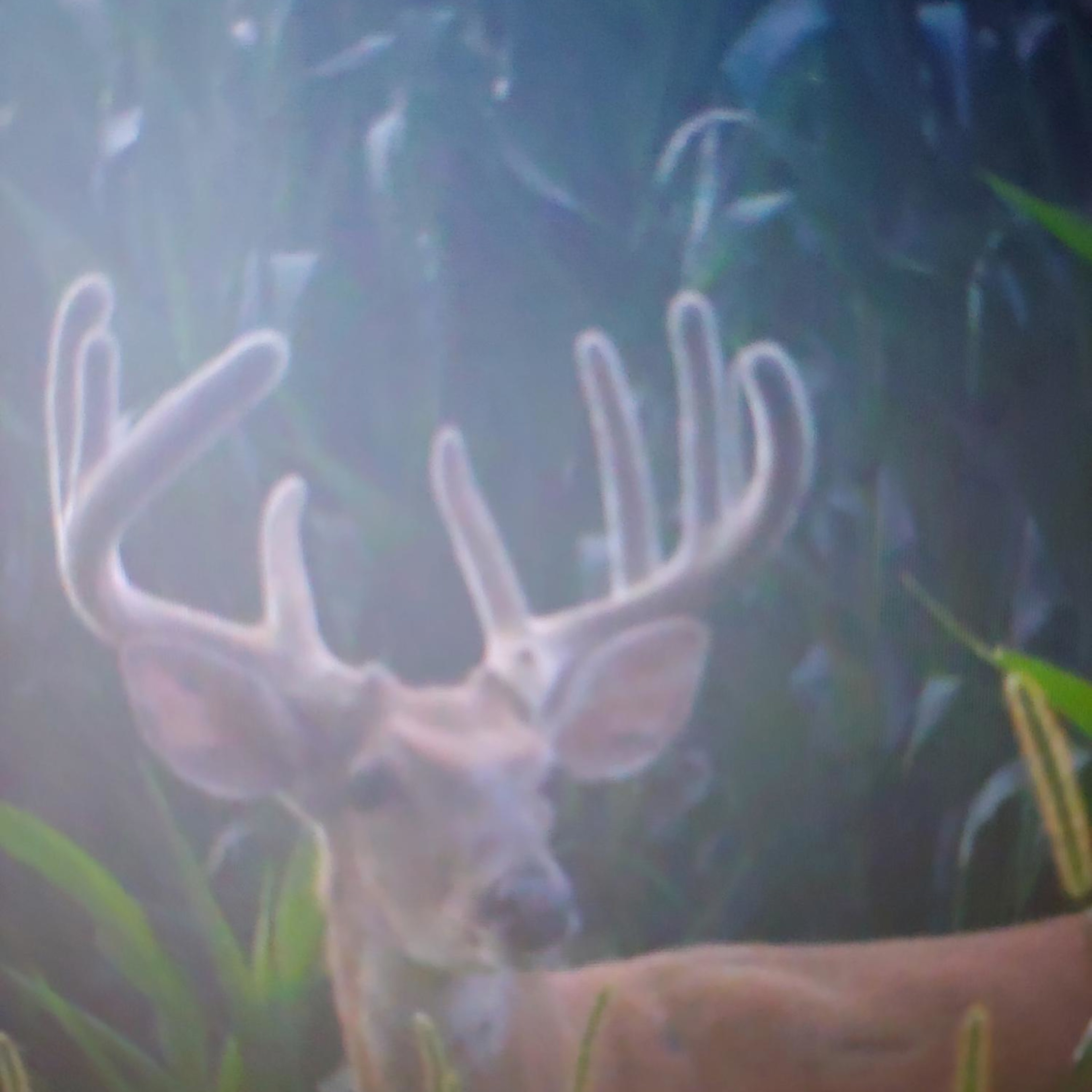 Hickman Reserve - Whitetail