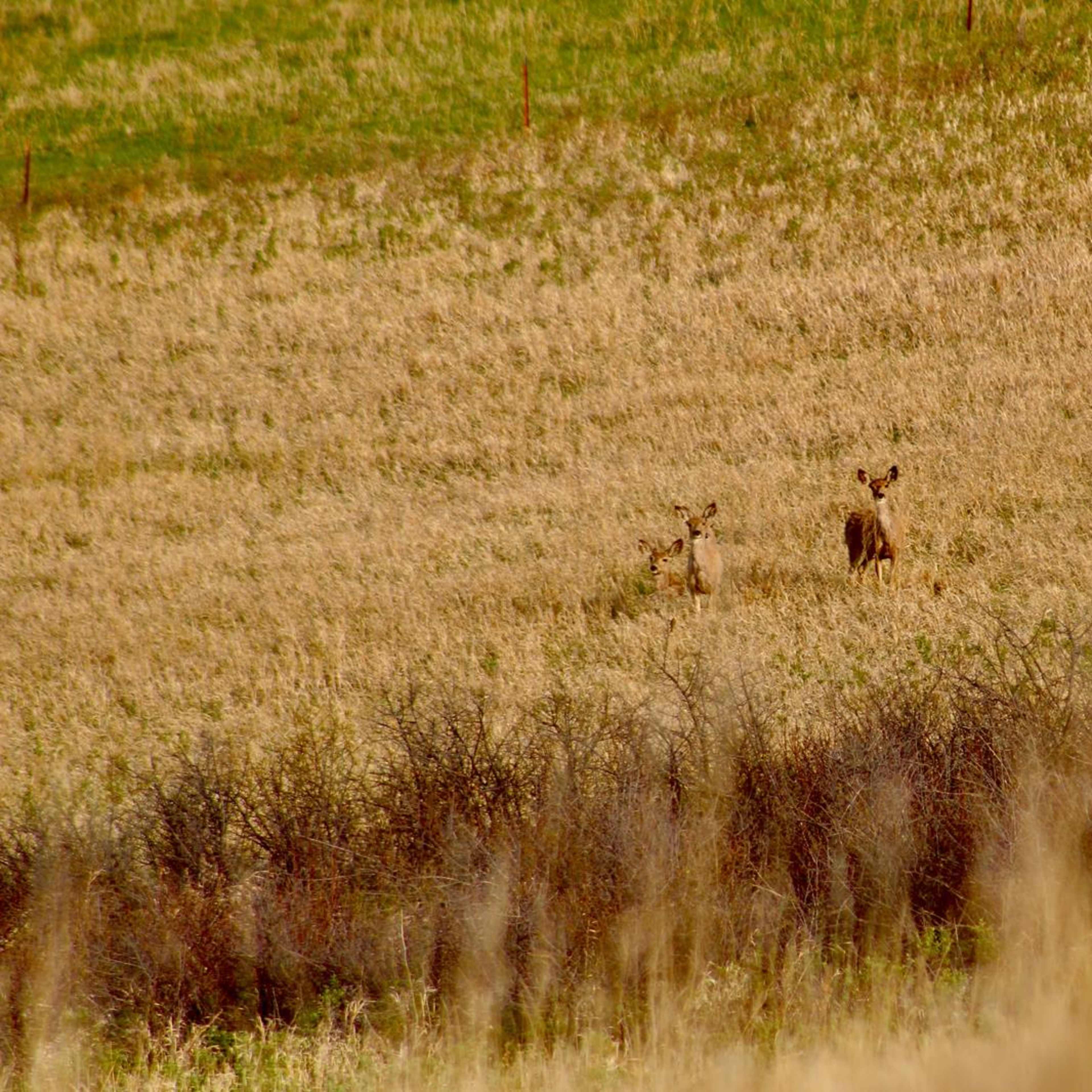 Campbell County Deer Haven North