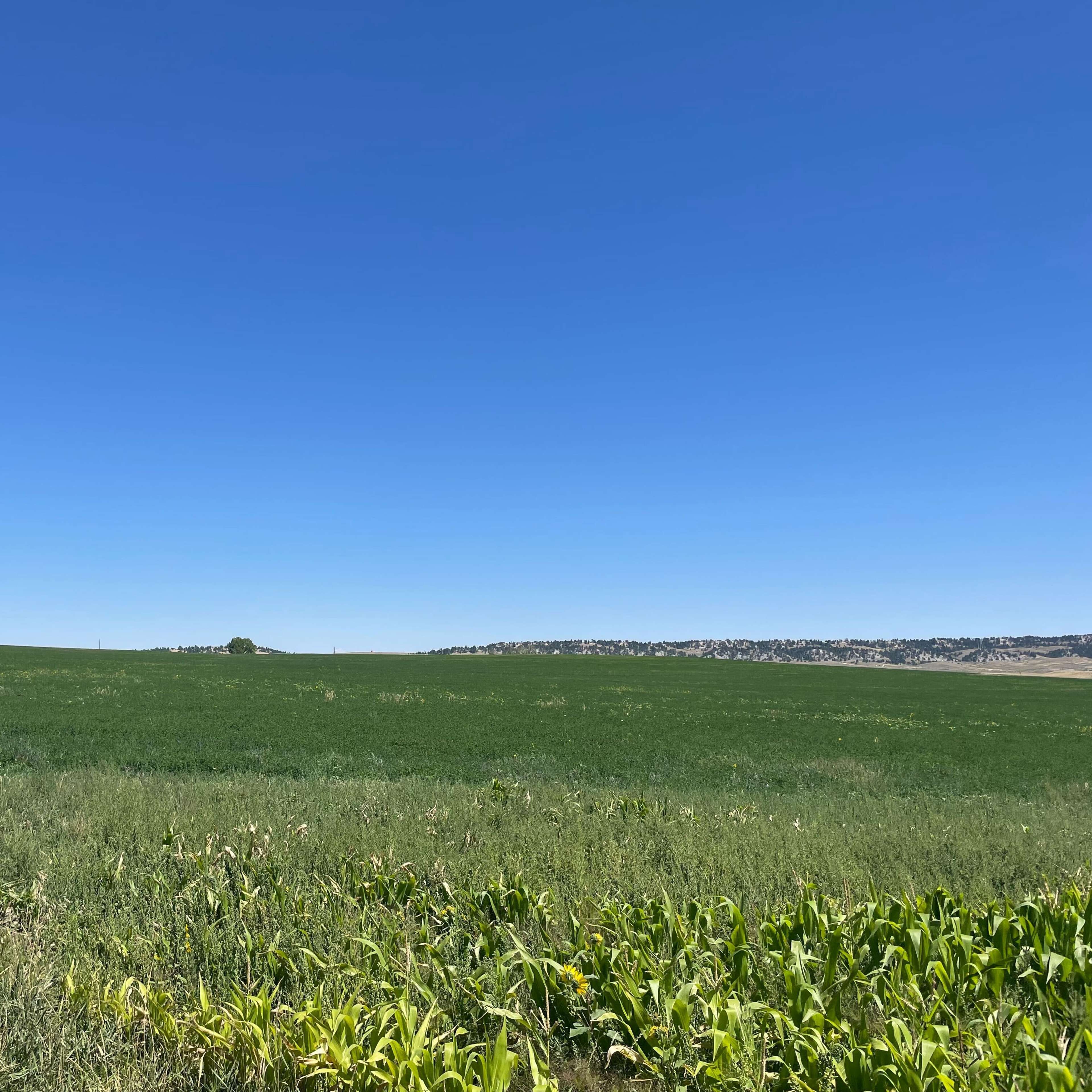 Poison Spider Antelope 